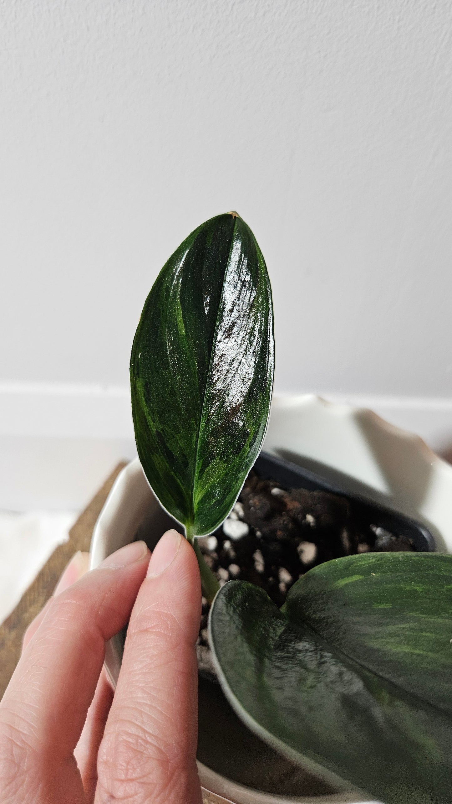 Scindapsus Treubii Dark Form Néon/Mutation (SCI-1010)