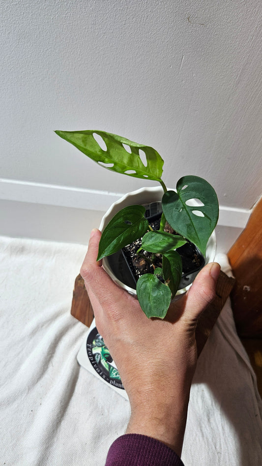 Monstera Obliqua Aff Indanza (MON-436)