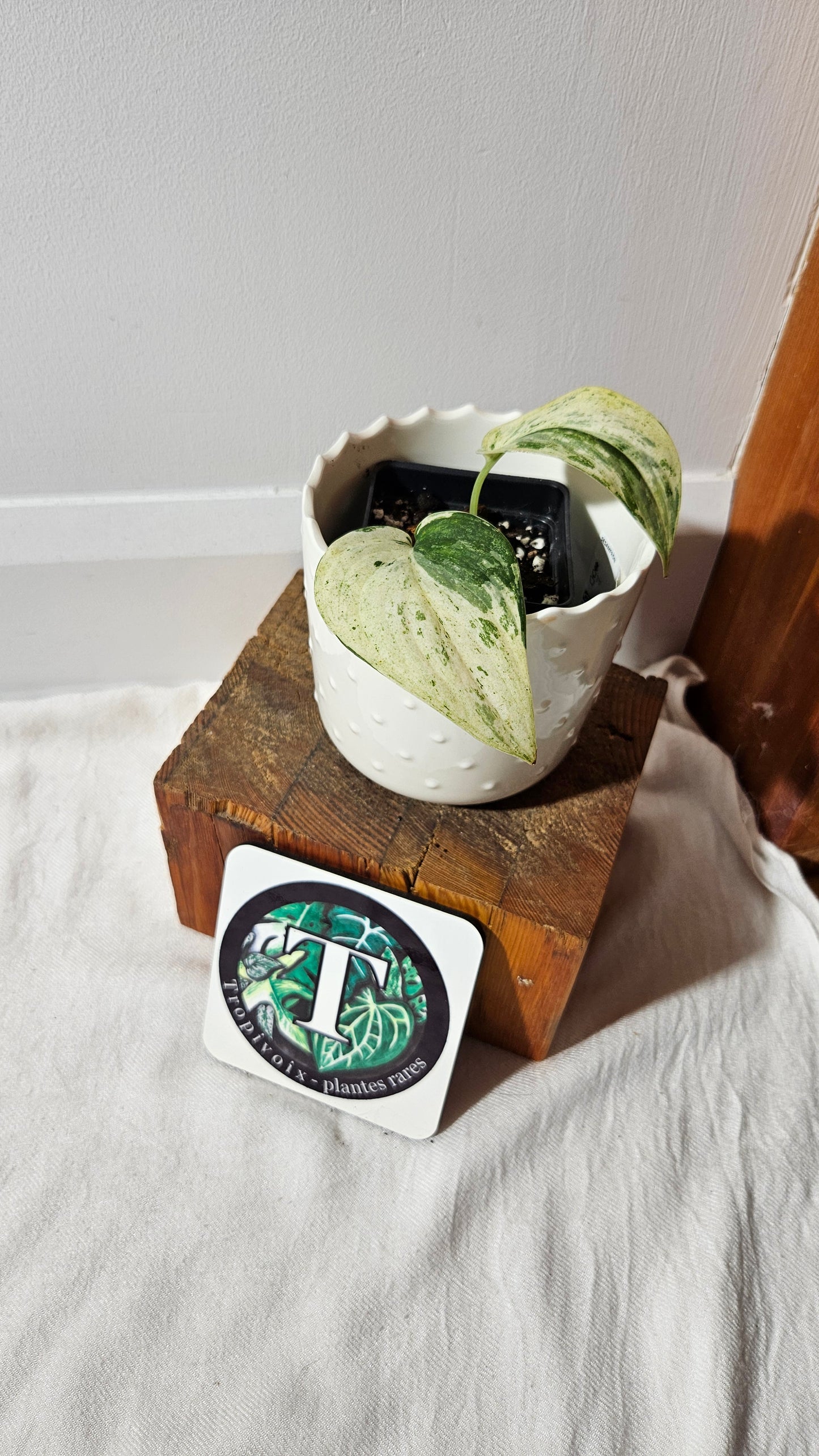 Scindapsus Exotica albo (SCI-1002)