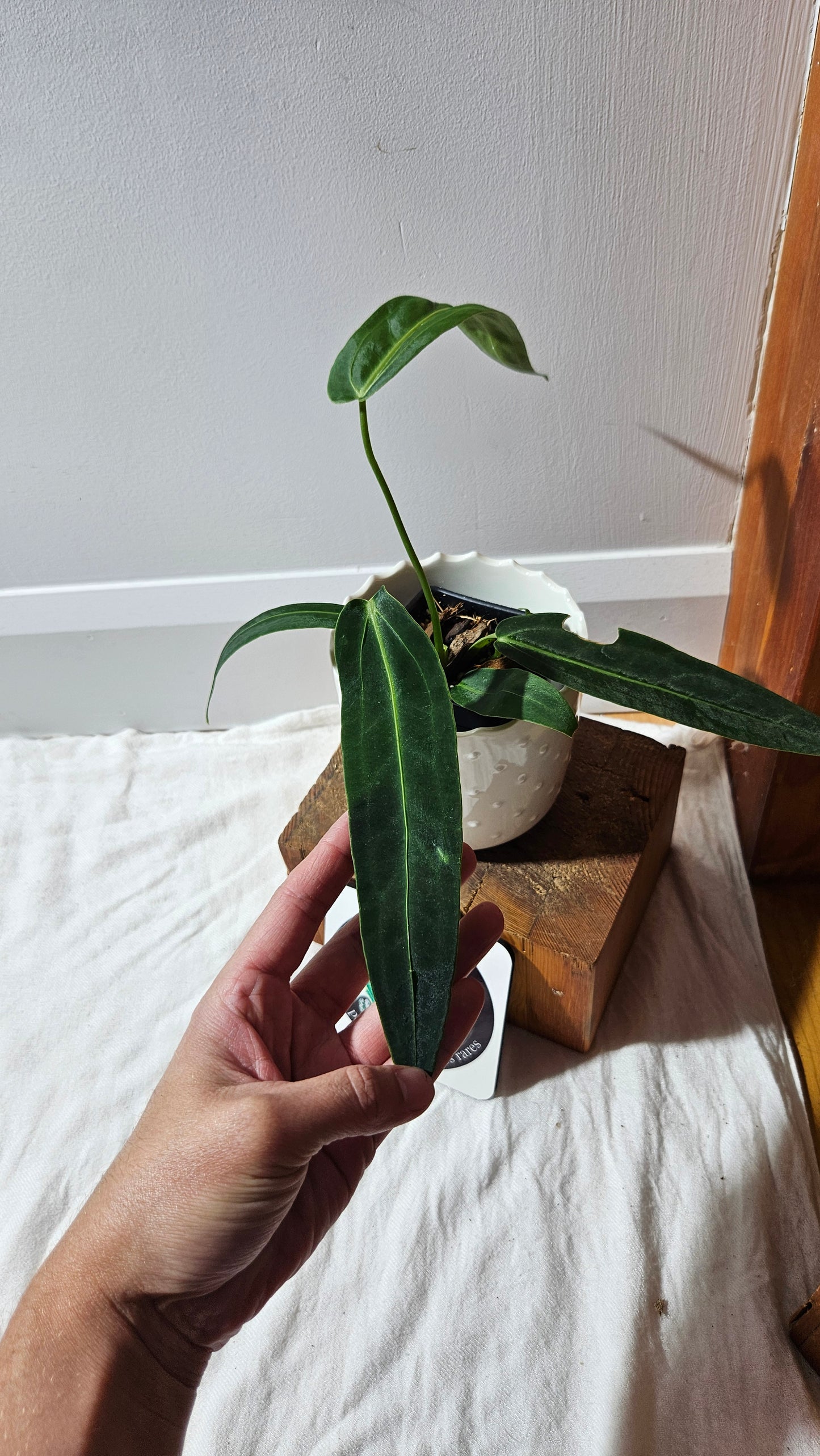 Anthurium Warocqueanum Dark "format MOYEN"(ANT-604)