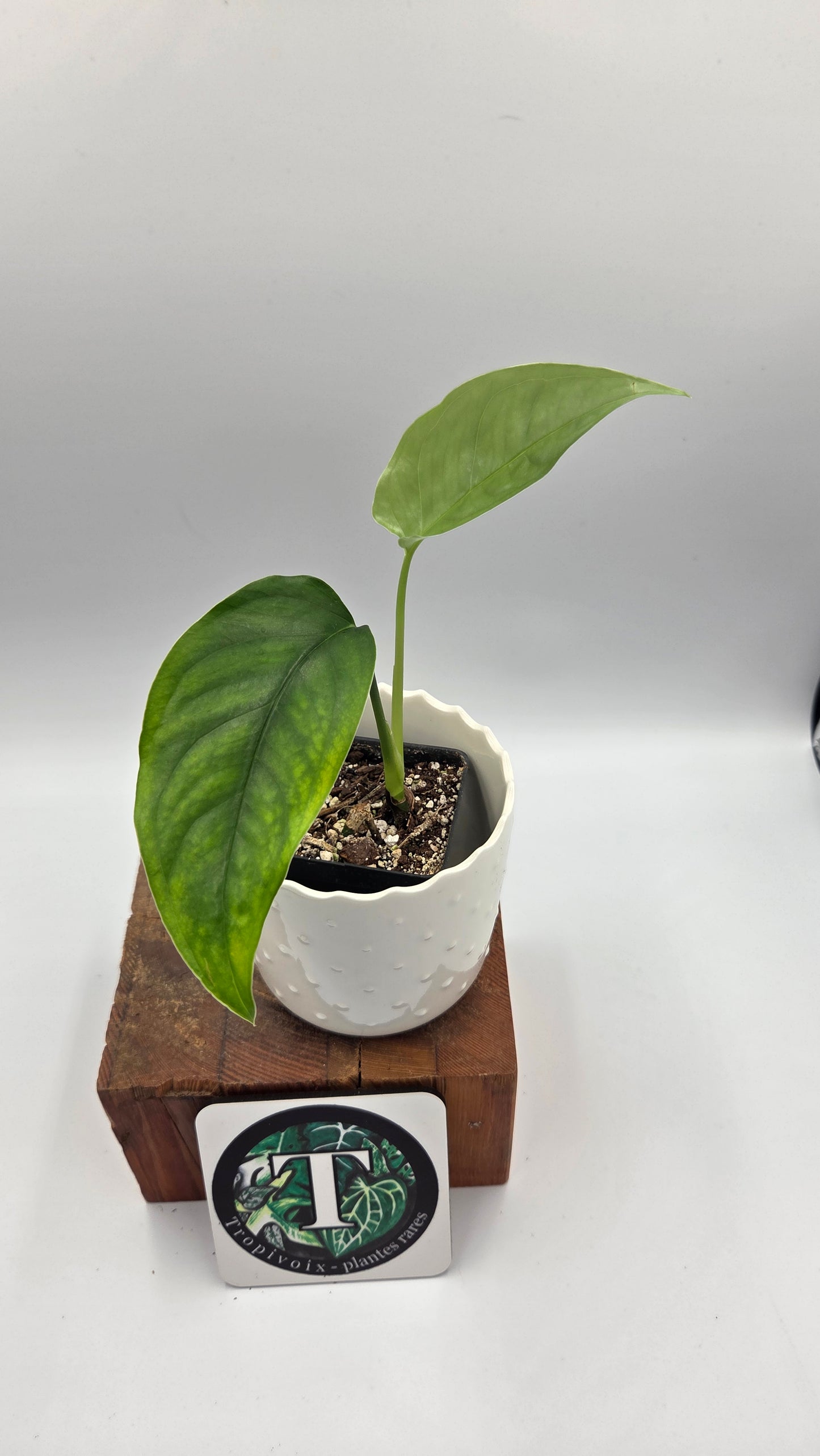 Monstera Obliqua Aff Amazonica (MON-303)