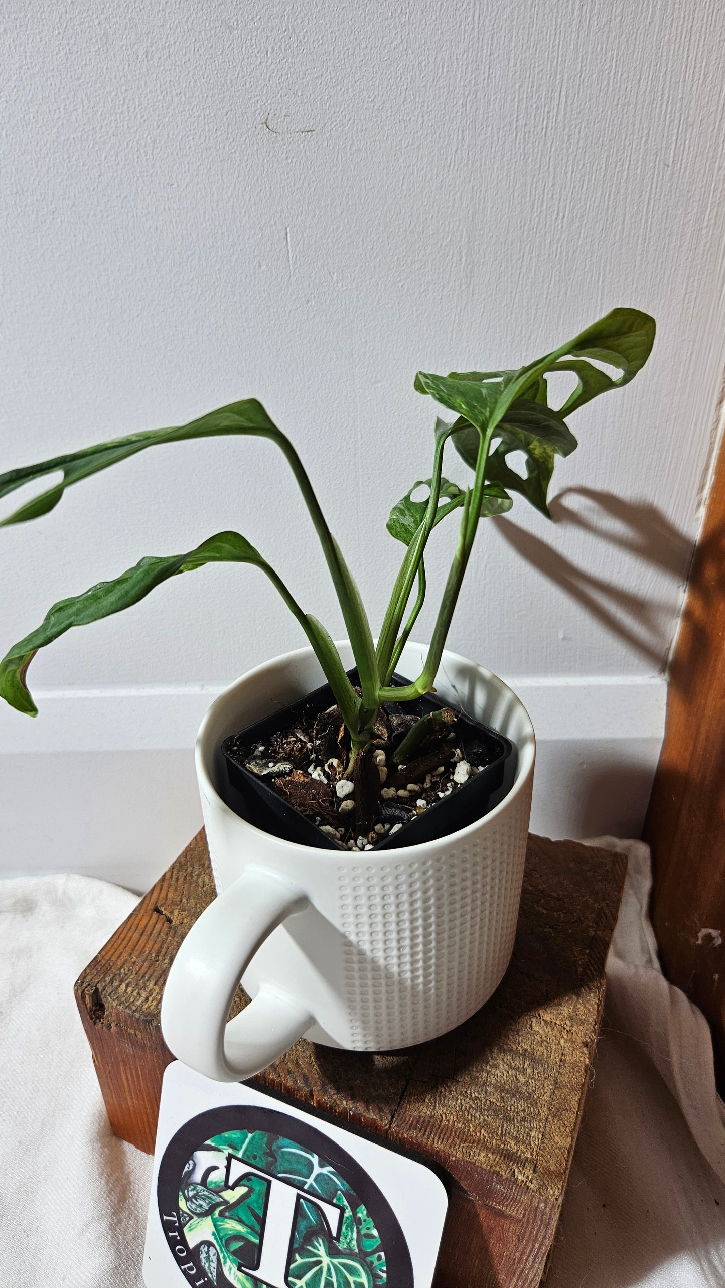 Monstera Andasonii Mint/Indo (MON-484)