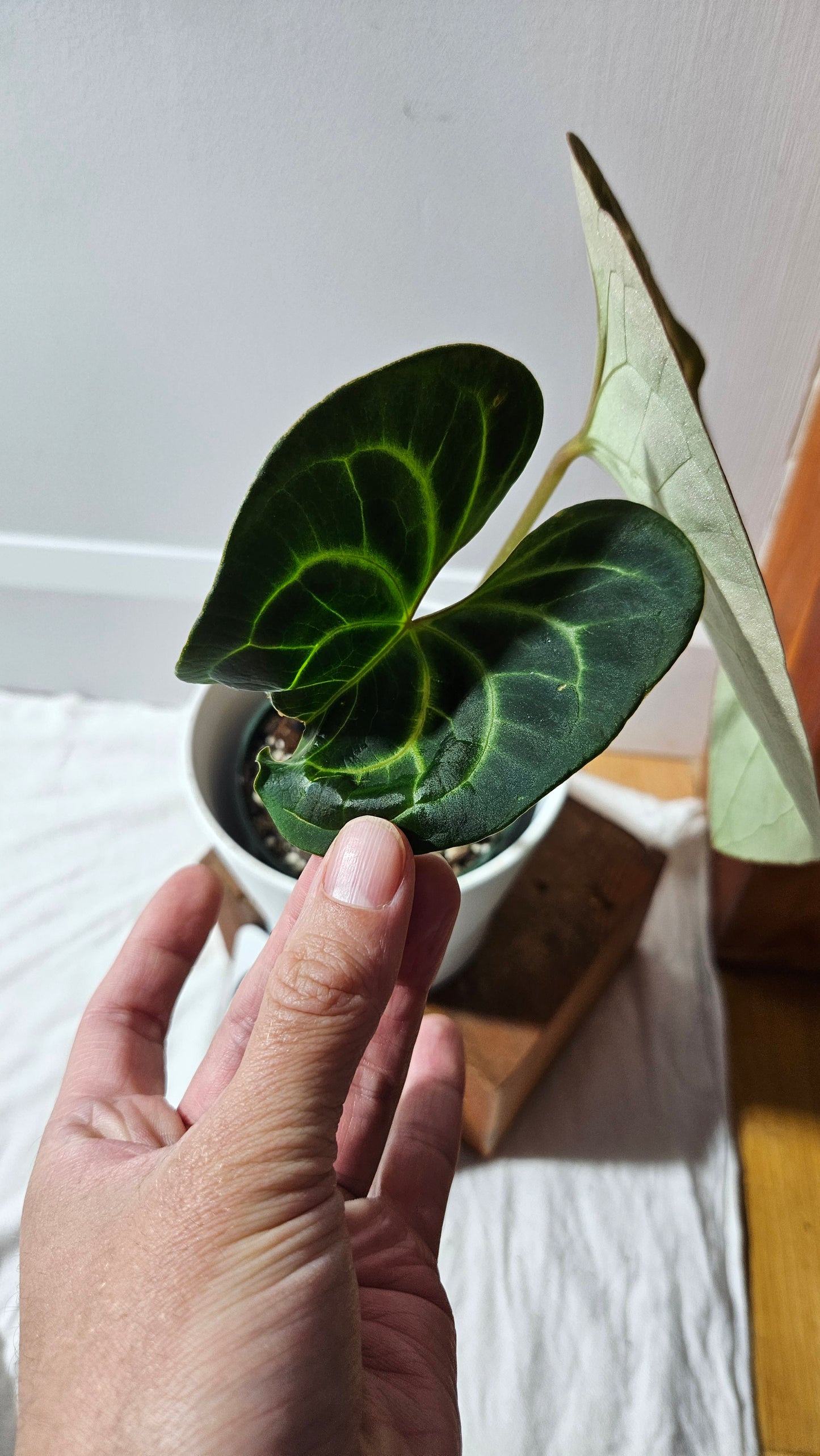 Anthurium Besseae Aff Velvet "Format MOYEN/LARGE" (ANT-295)