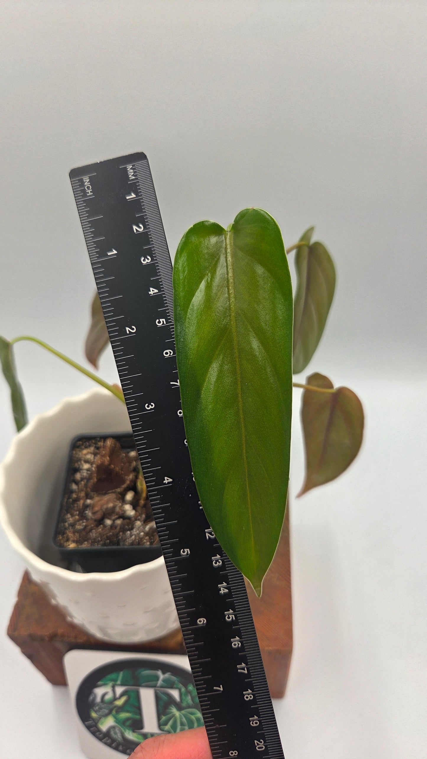 Philodendron Esmeraldense Aff (PHI-692)
