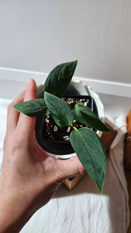 Monstera Obliqua Aff Black (MON-443)