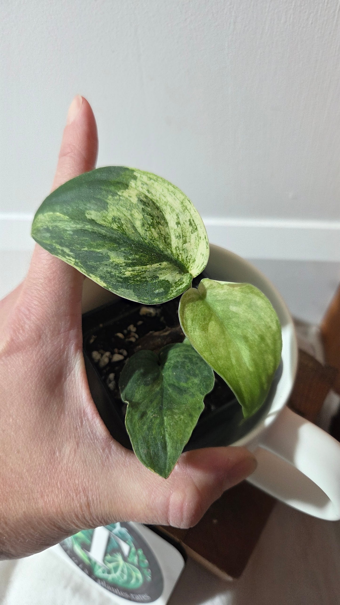 Scindapsus Silver Splash Tricolore (SCI-1368)