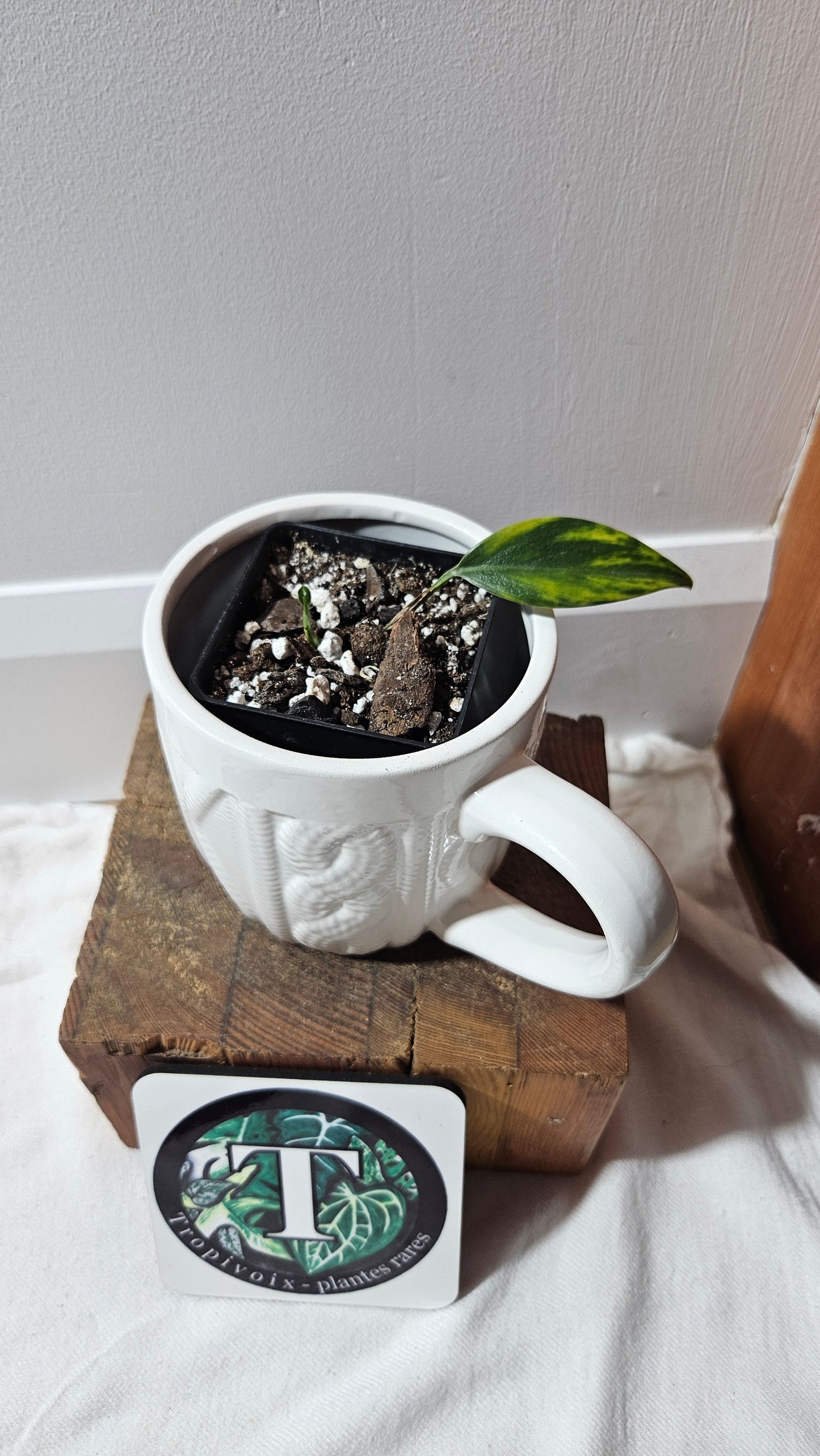 Scindapsus Coriaceus Aurea (SCI-1205)