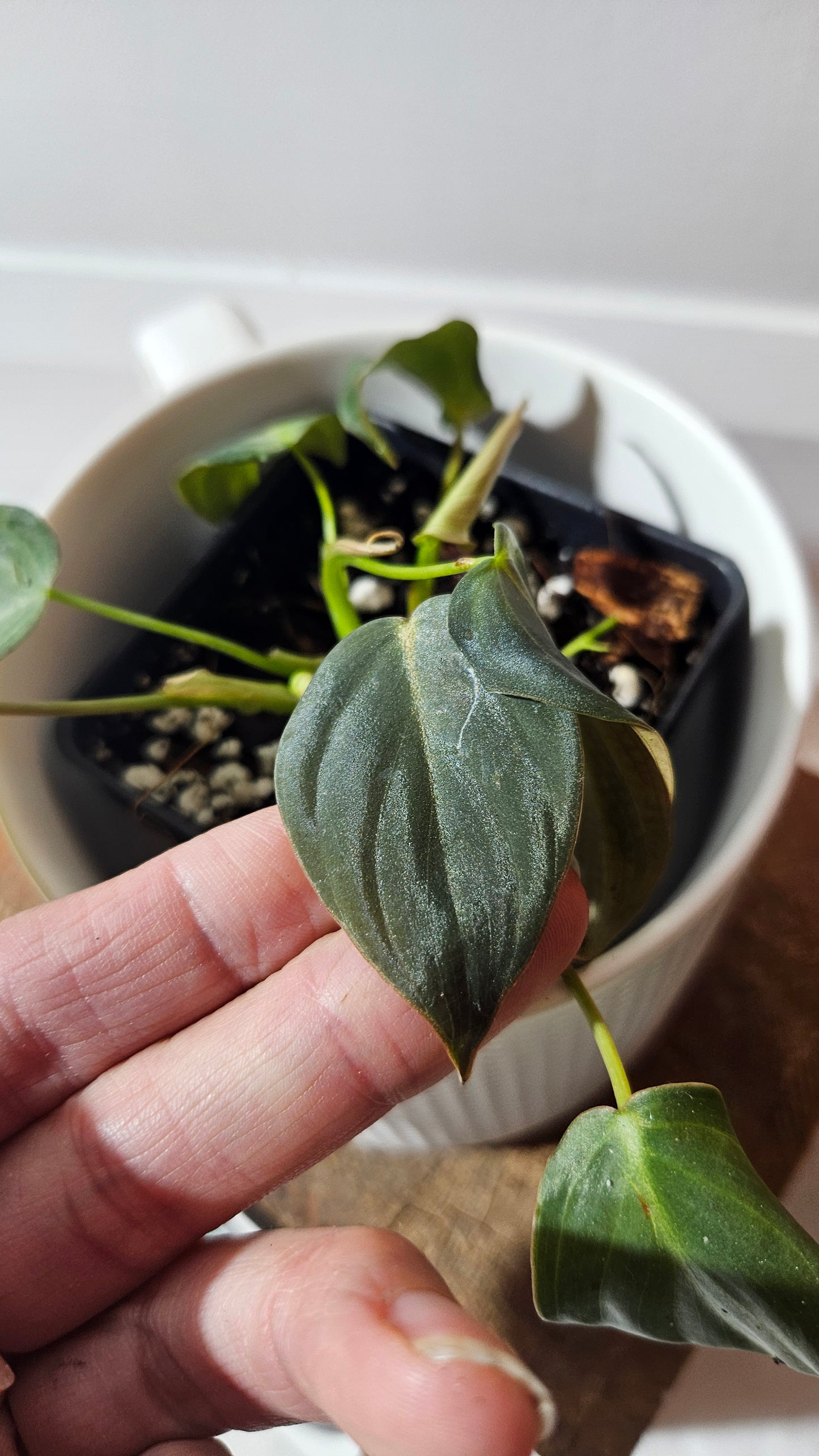 Philodendron Glorious (PHI-954)