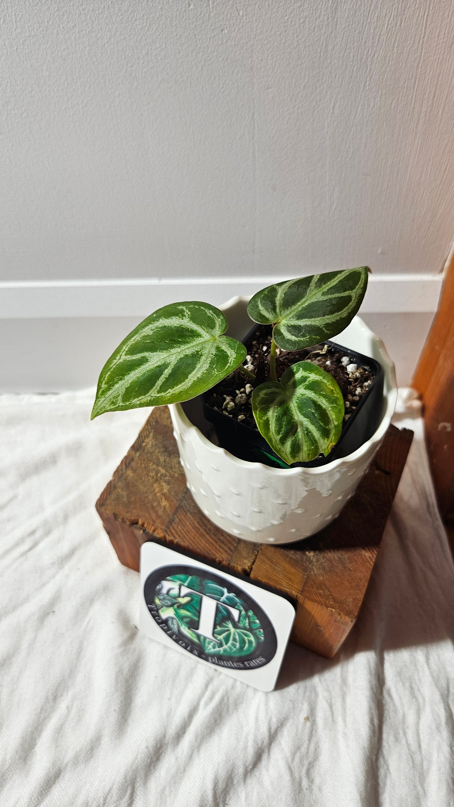 Anthurium  Crystallinum "format PETIT" (ANT-591)