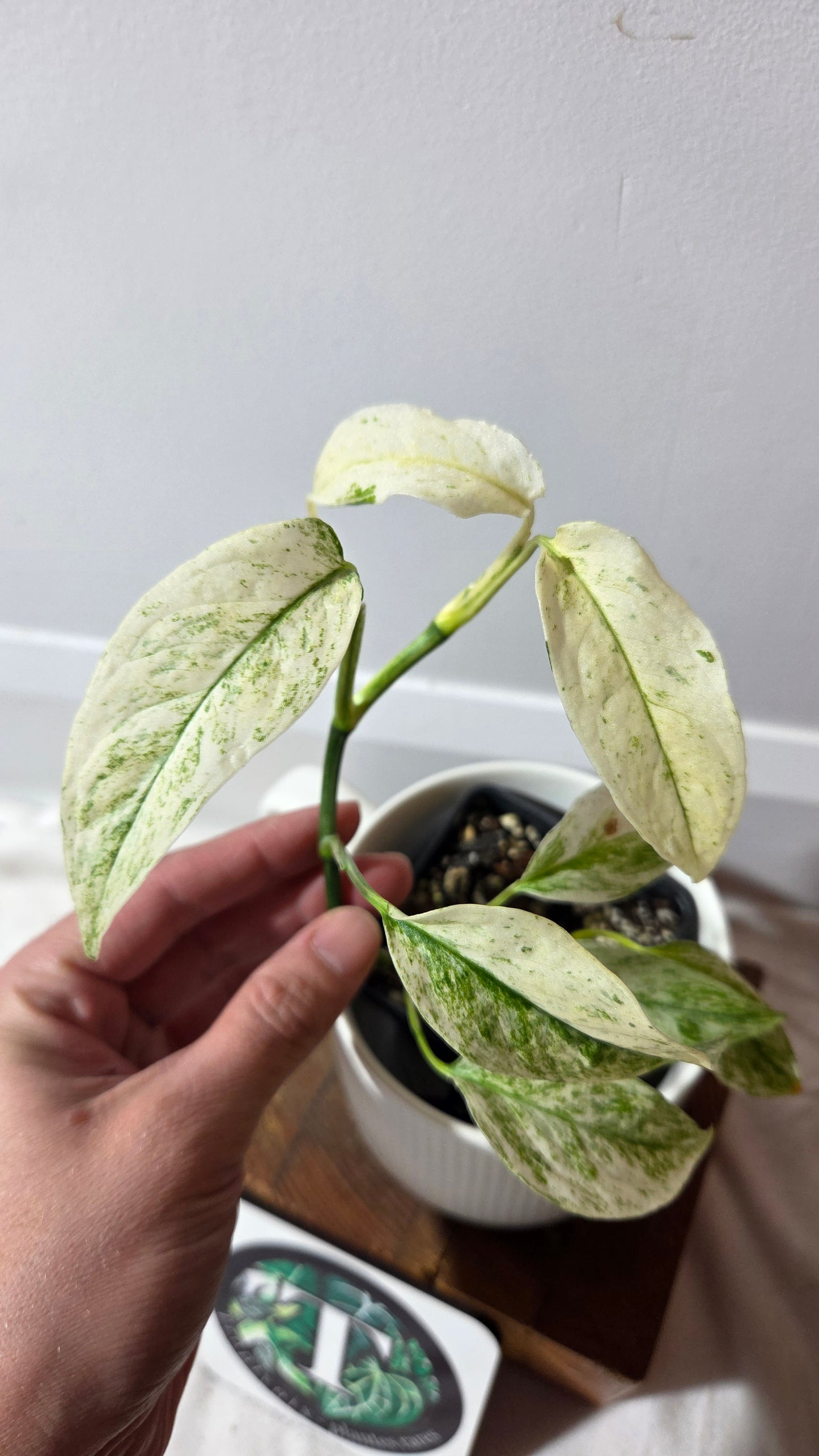 Monstera Laniata Mint (MON-393)
