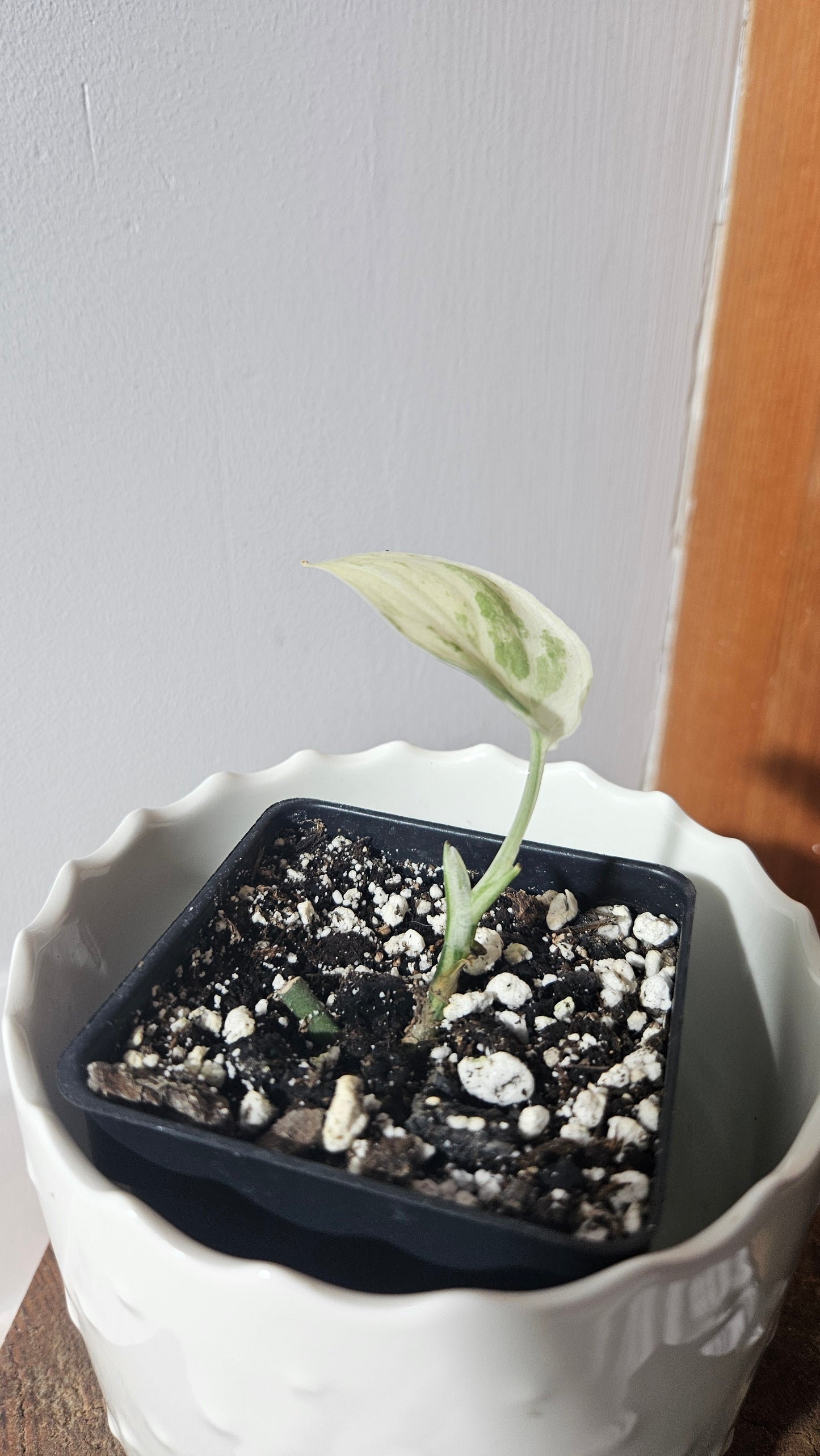 Scindapsus Satin Hapmun/Halimun (SCI-921)