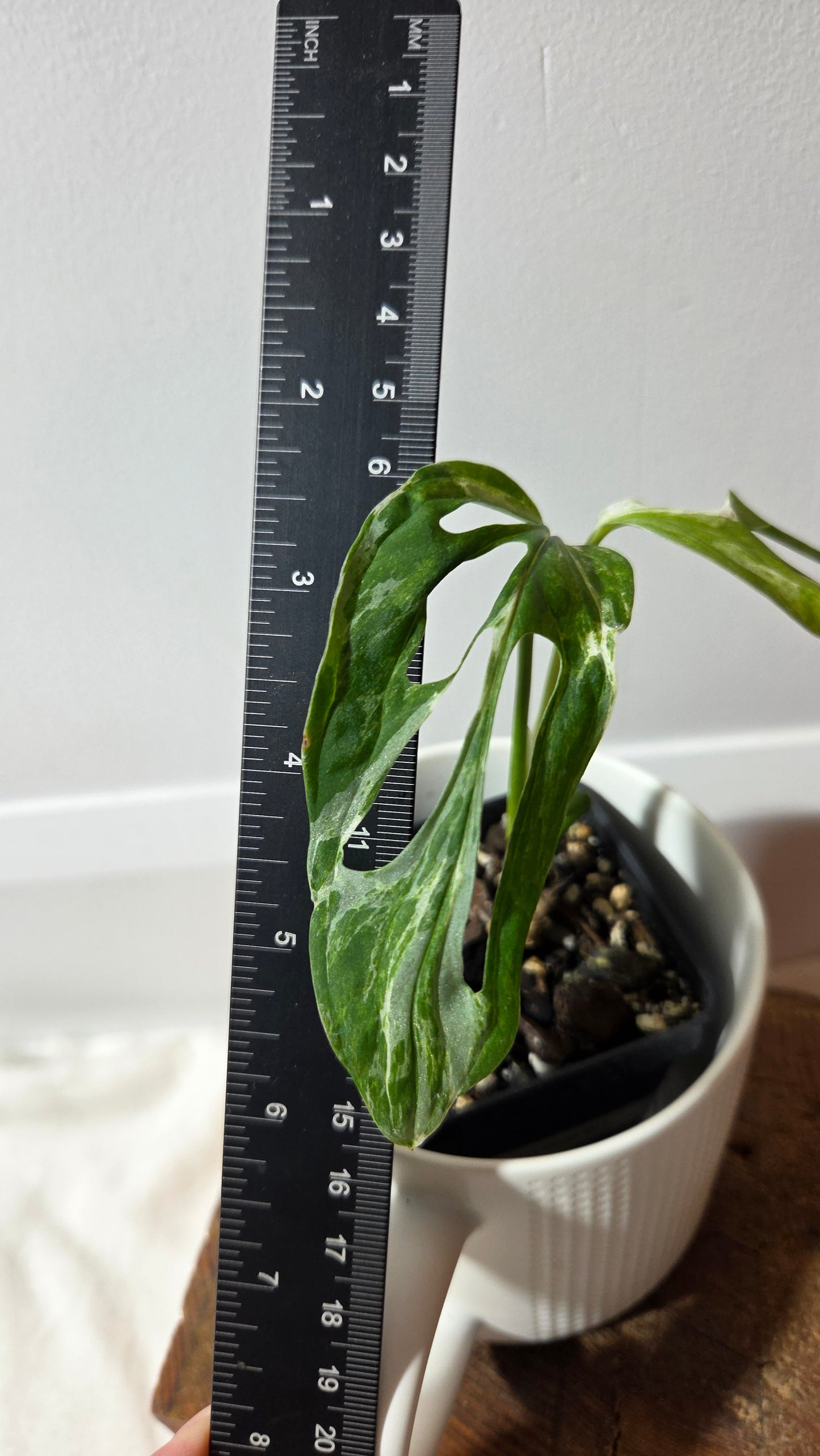 Monstera Andasonii Mint/Indo (MON-349)