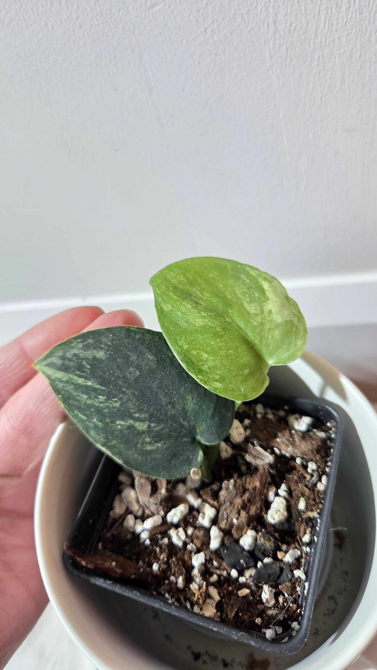 Scindapsus Dark satin Tricolore (SCI-1371)