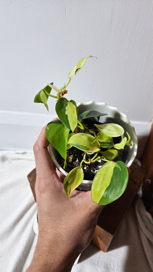 Philodendron Hederaceum Cream Splash (PHI-848)