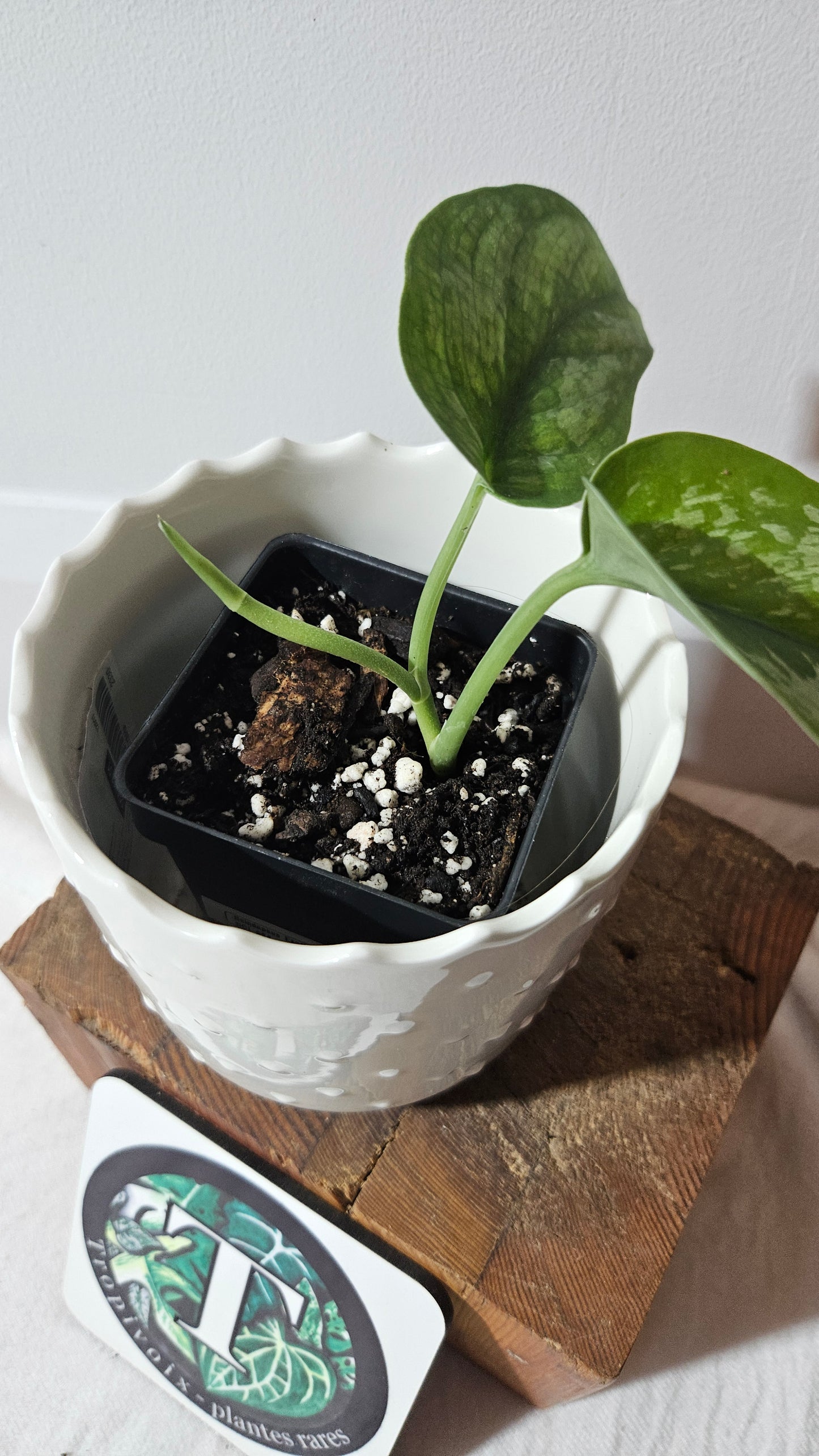 Scindapsus Exotica "Green on green" (SCI-984)