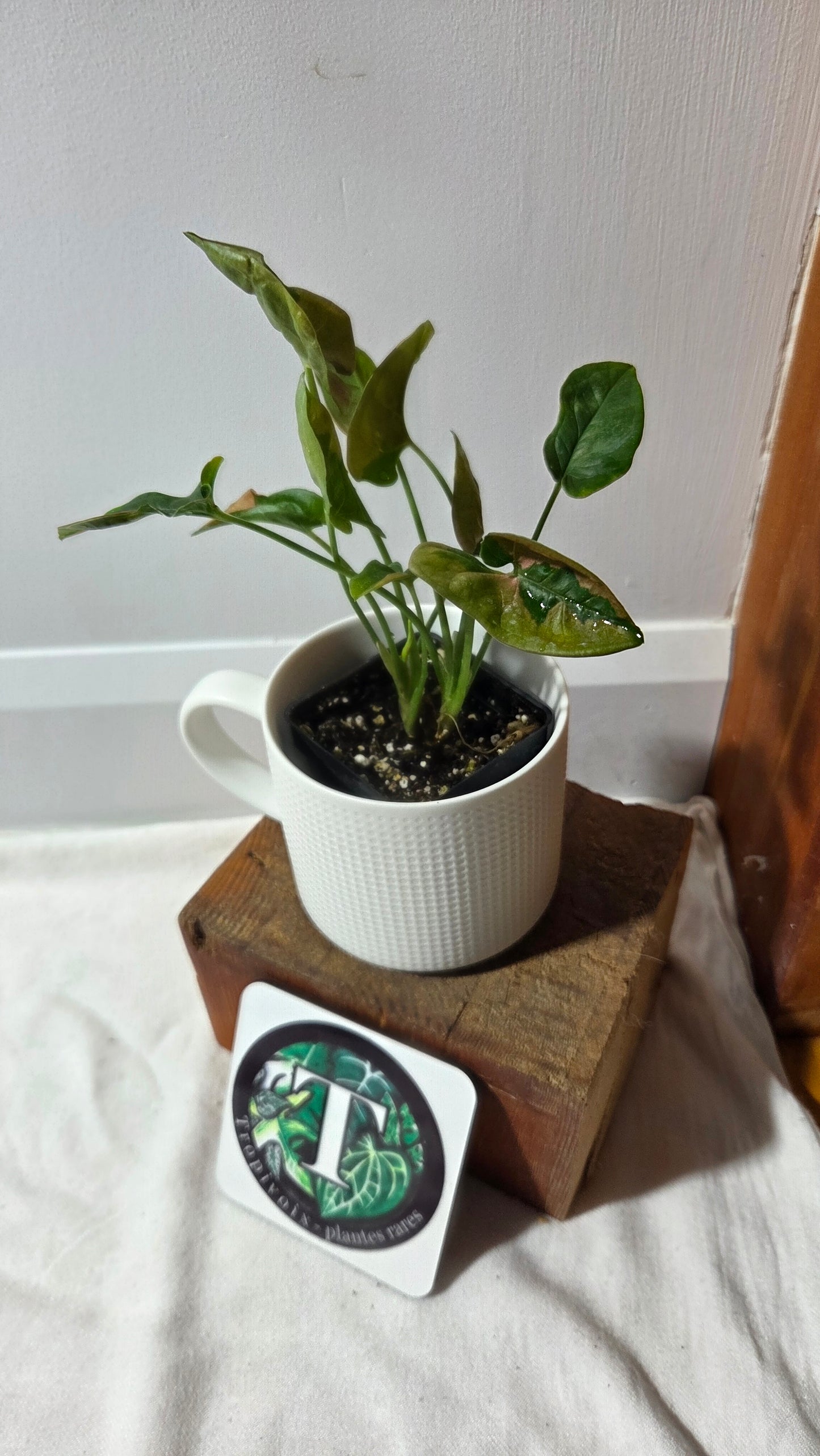 Syngonium Pink Lava (SYN-241)