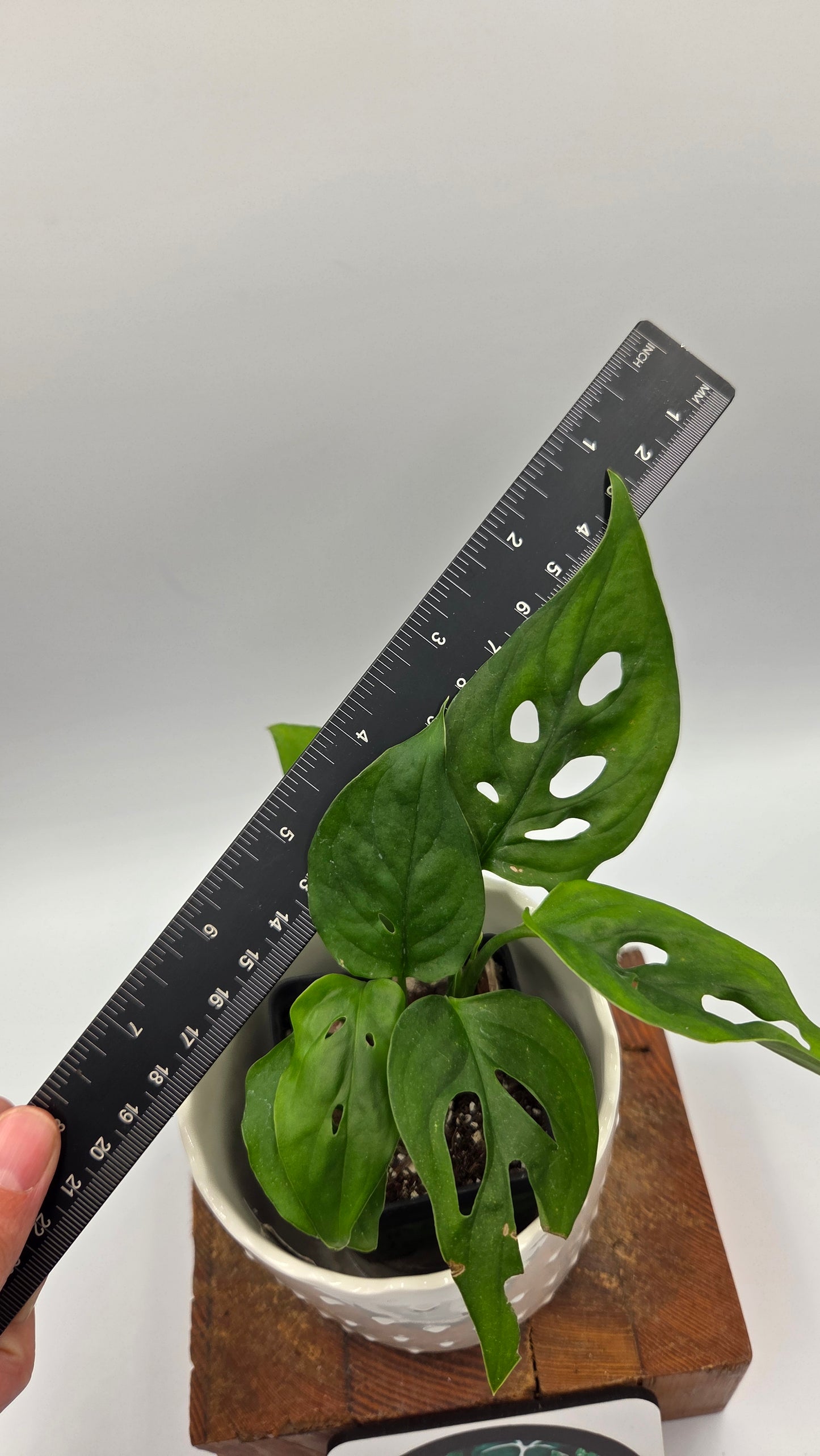 Monstera Obliqua Aff Cuyabeno (MON-557)