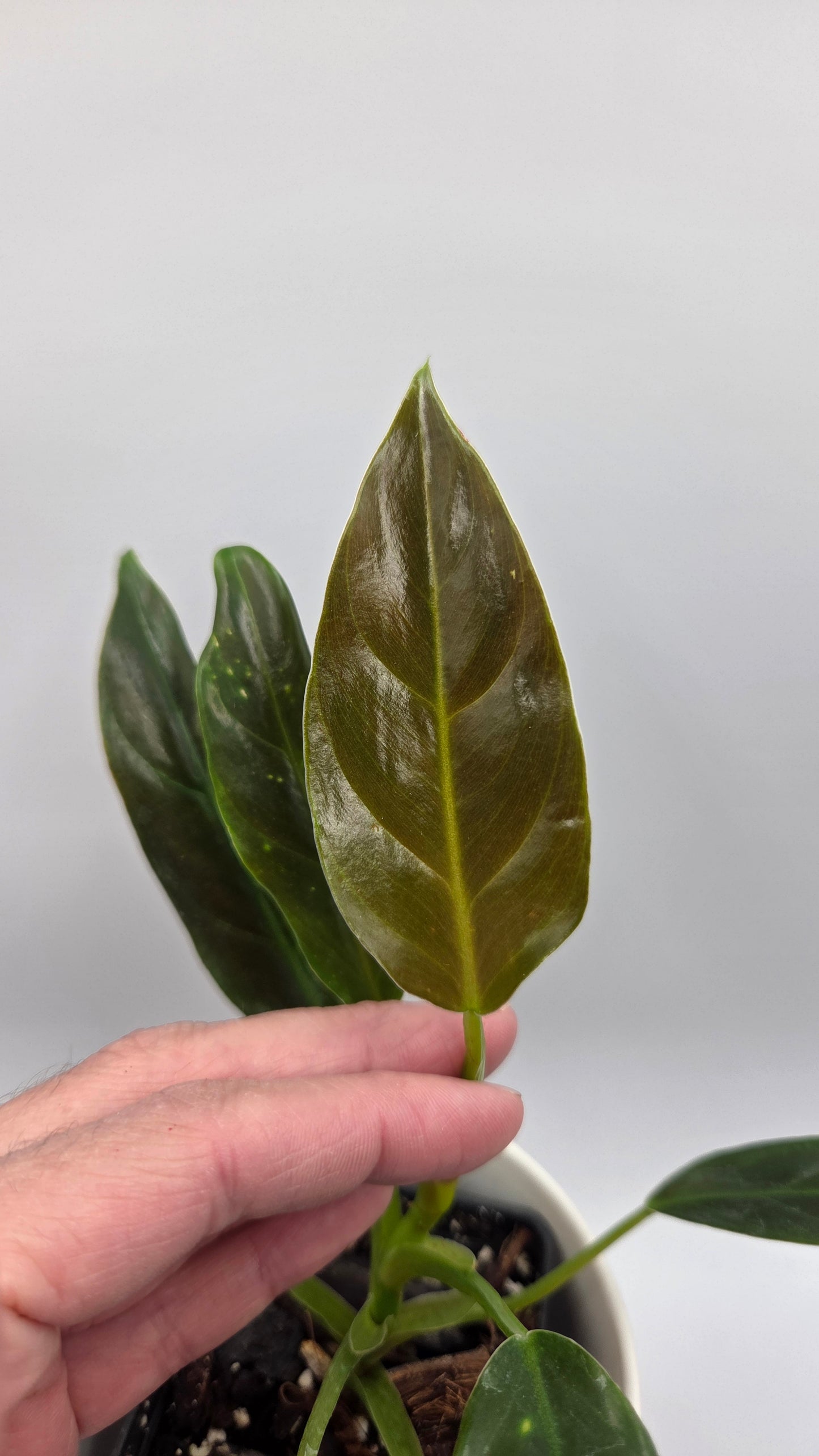 Philodendron Subhastatum Blood (PHI-1029)