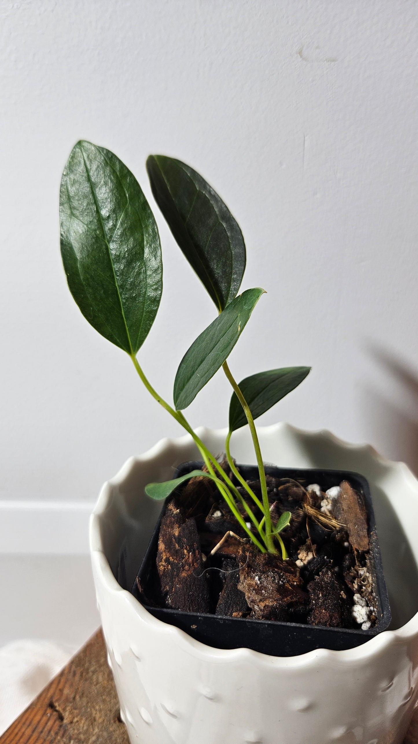 Anthurium Lingua "Format PETIT" (ANT-212)