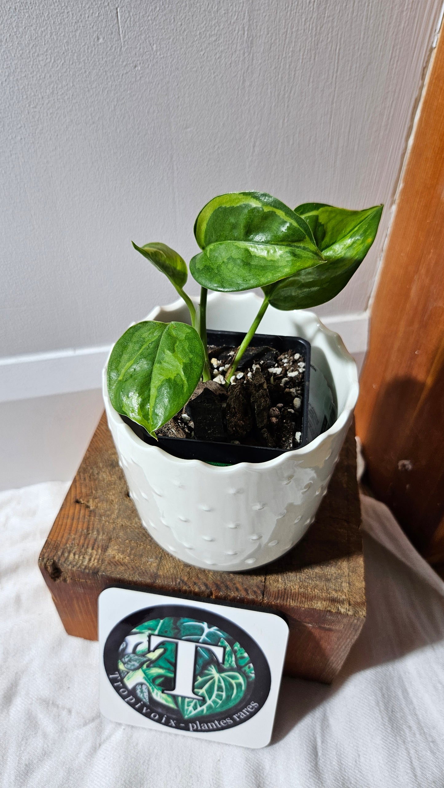 Epipremnum Lemon Meringue (EPI-222)