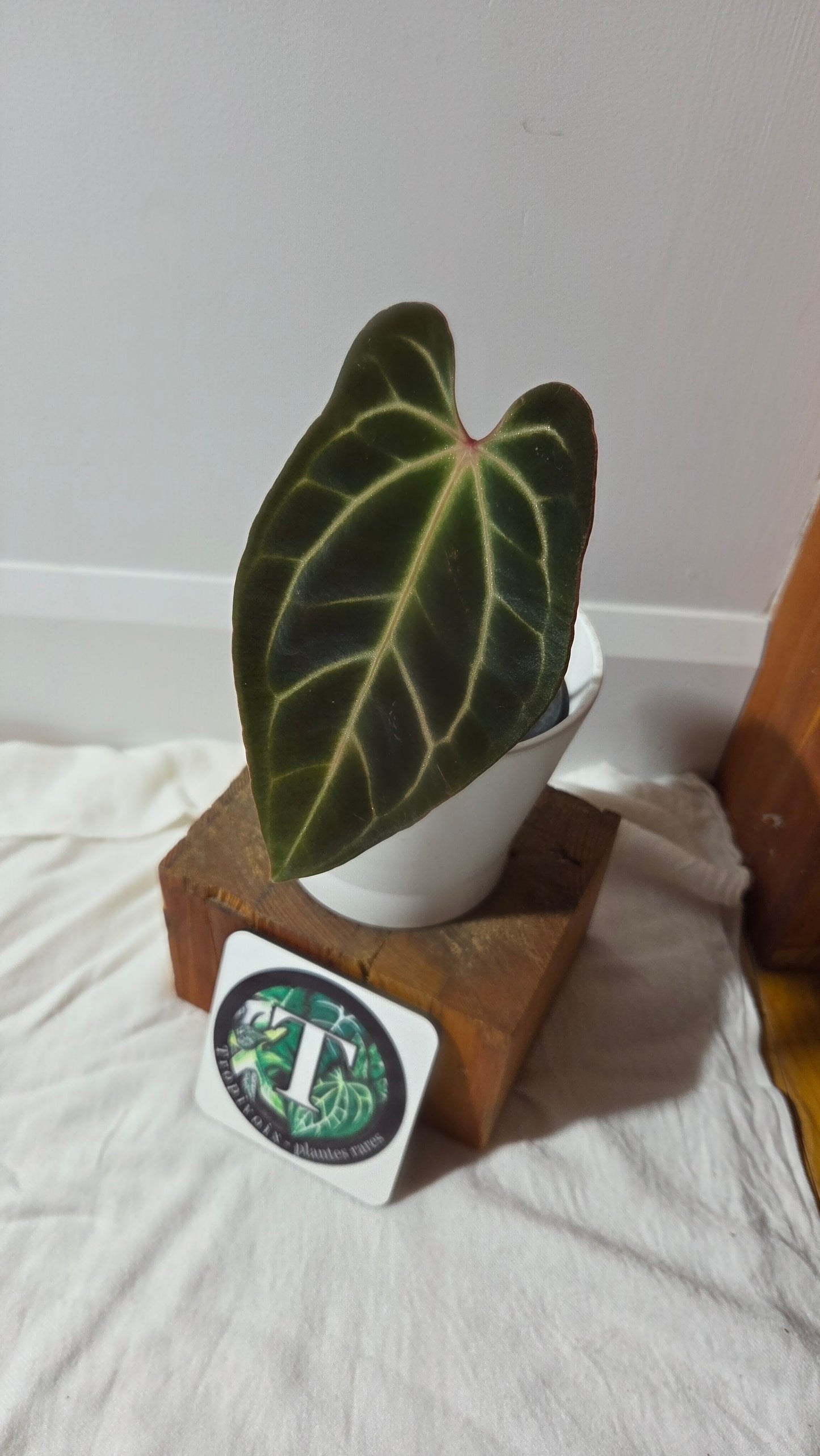 Anthurium Besseae Aff Super Dark "Format MOYEN" (ANT-667)