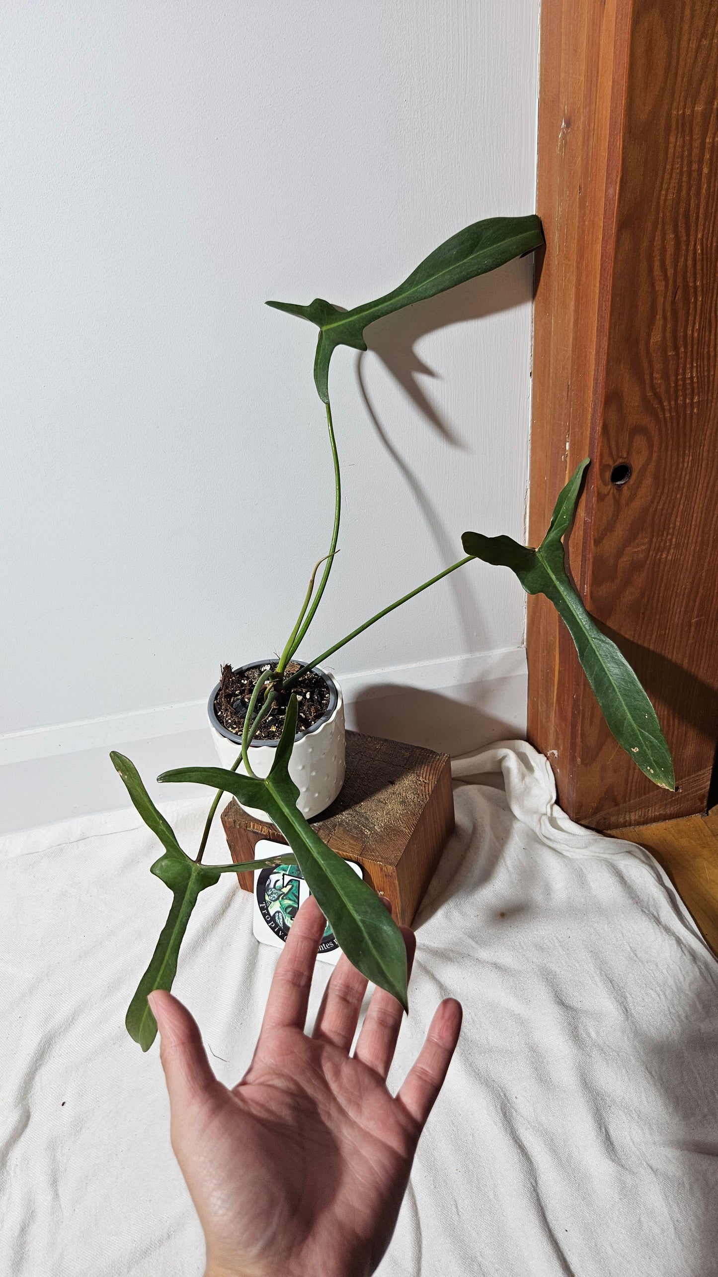 Philodendron Longilobatum (PHI-856)