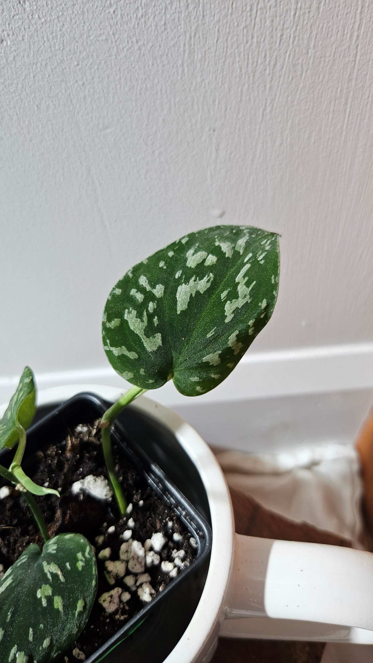 Scindapsus Tricolor Dark Form (SCI-1134)