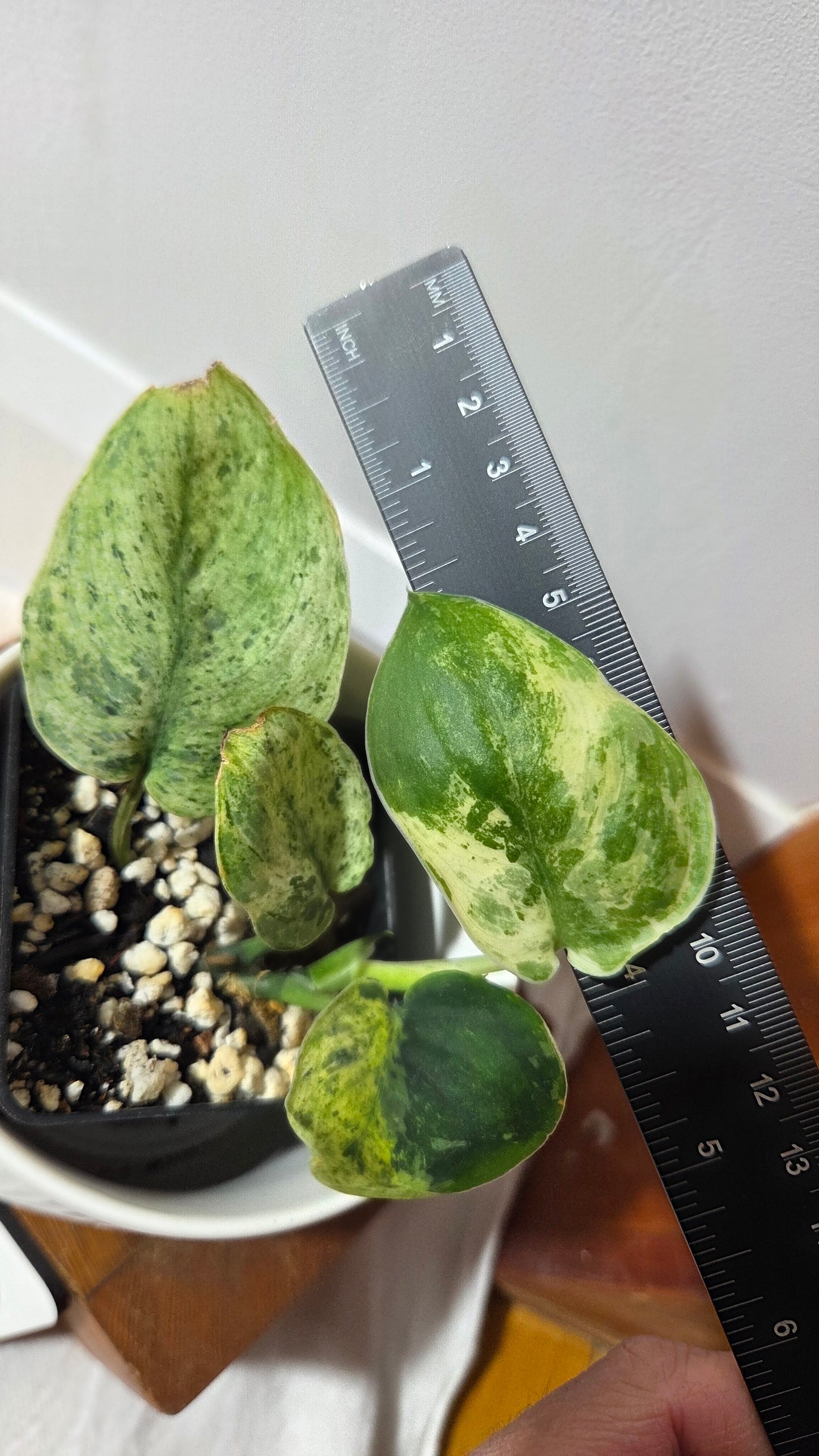 Scindapsus Keraton (SCI-1408)