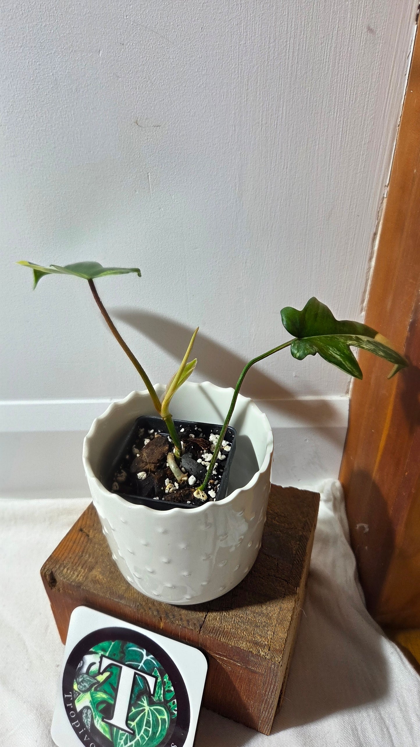 Philodendron Florida Beauty (PHI-965)