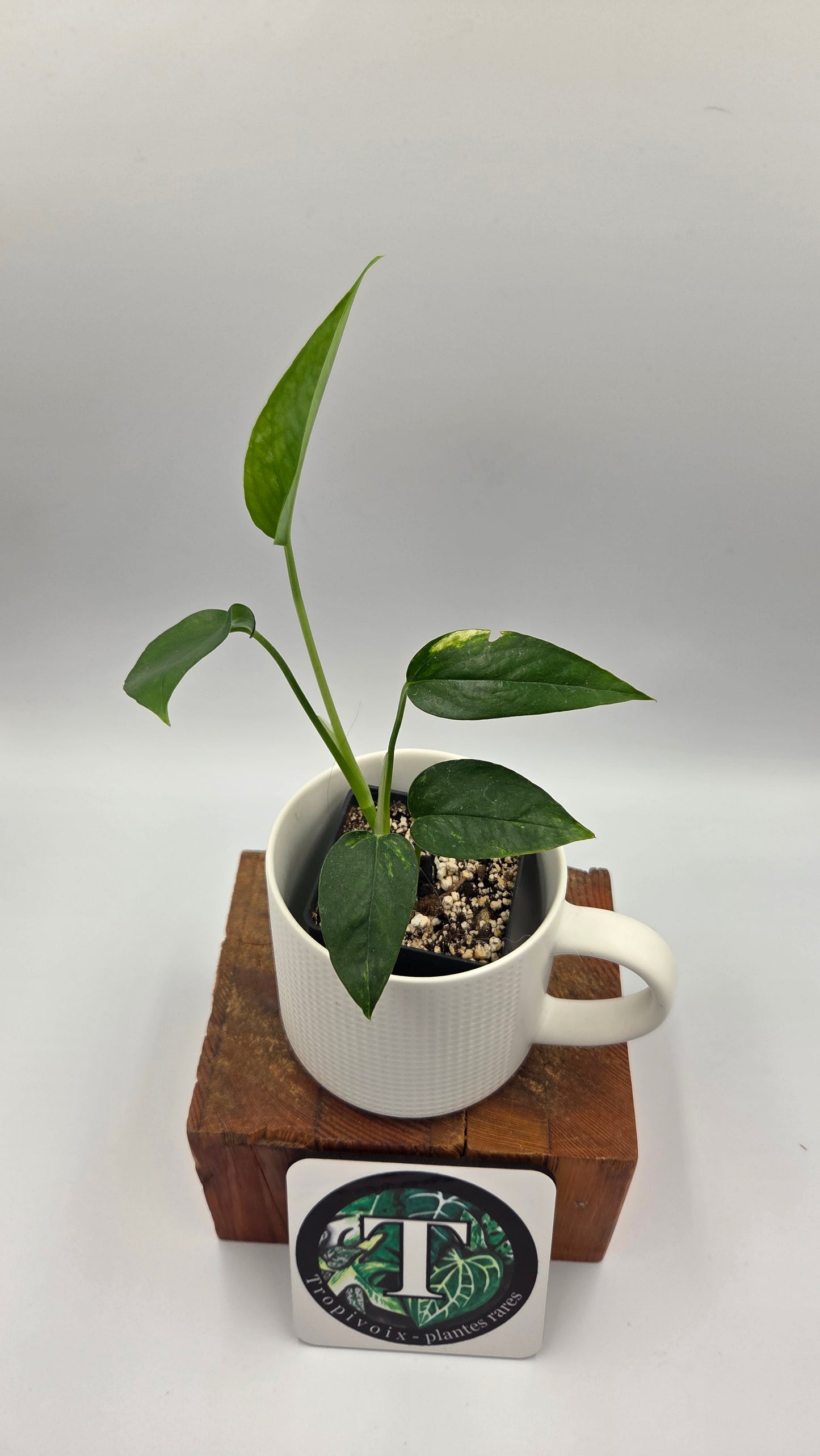 Epipremnum pinnatum Yellow Sunrise (EPI-243)