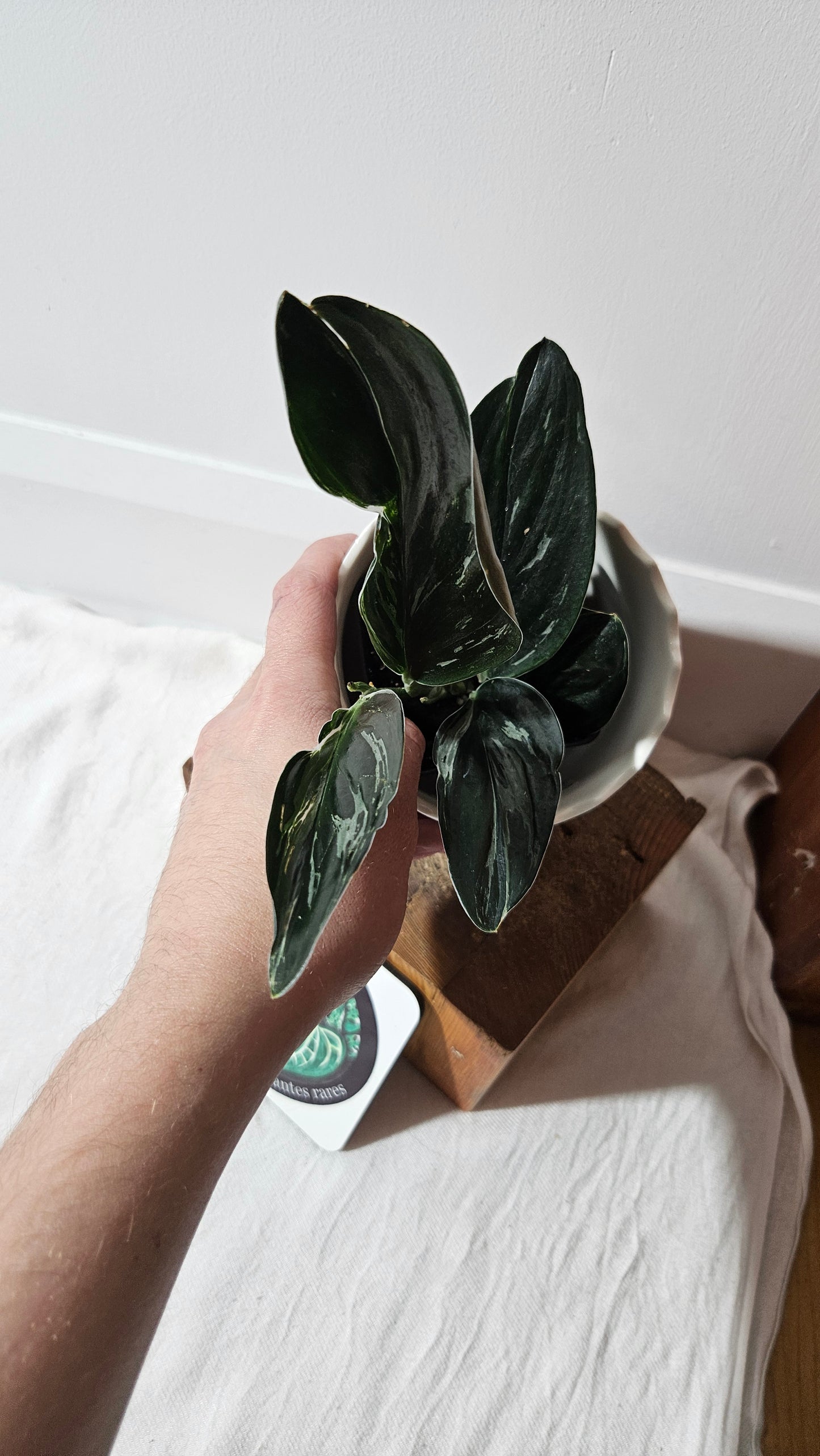 Scindapsus Treubii Dark Form silver (SCI-1015)