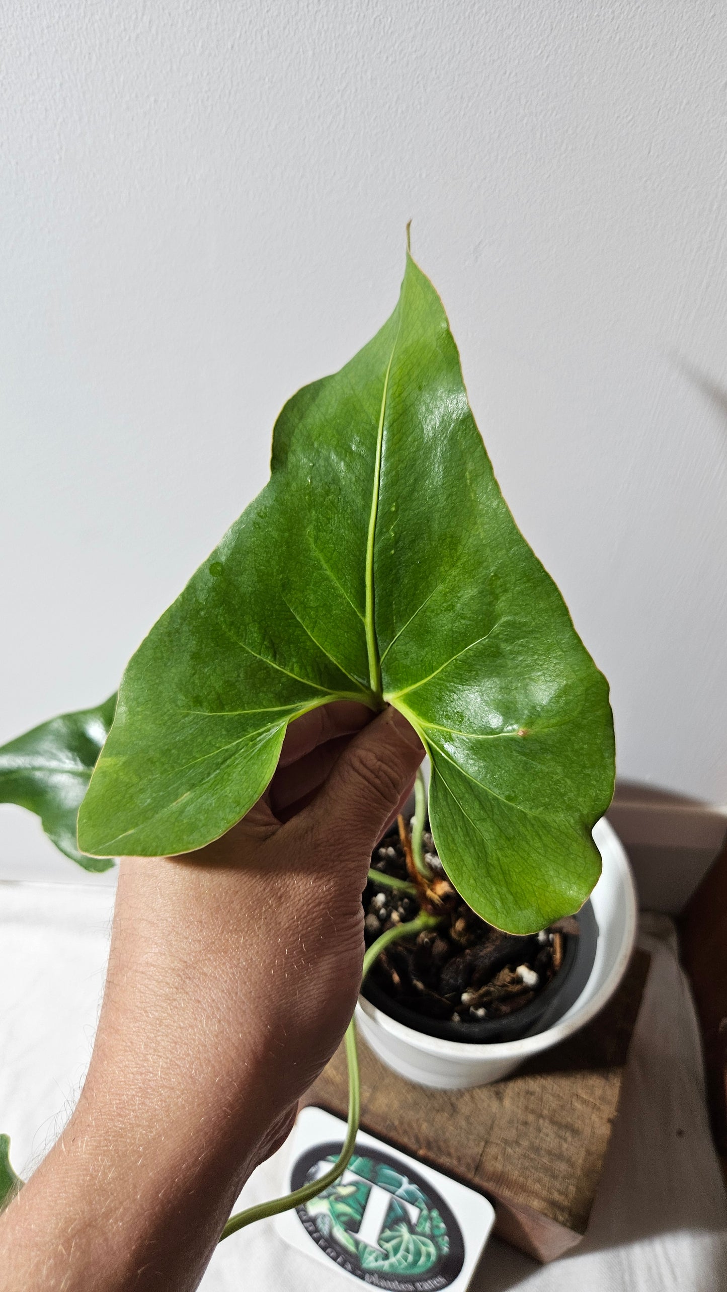 Anthurium Brownii/Corong "format MOYEN" (ANT-552)