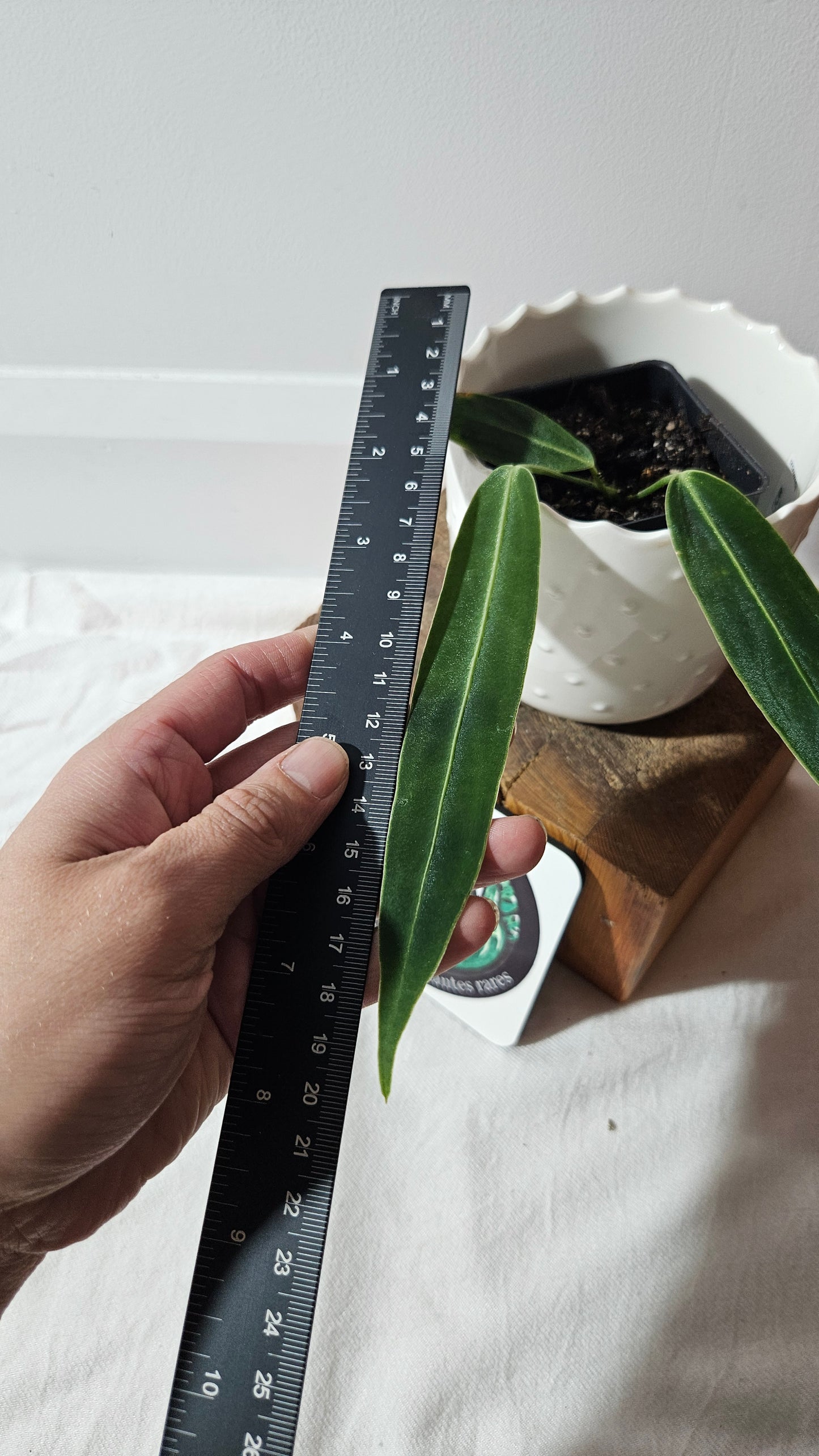 Anthurium Warocqueanum  "format PETIT"(ANT-437)