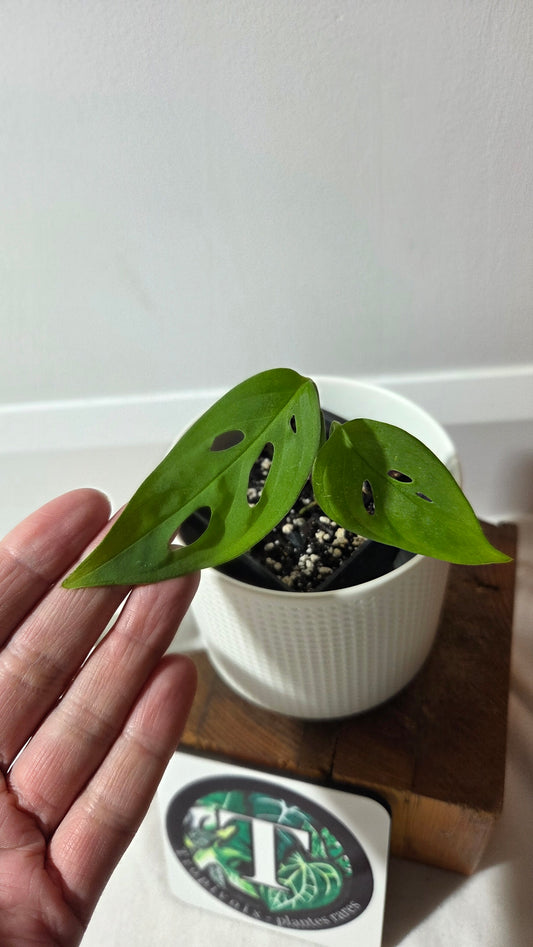 Monstera Obliqua Aff Indanza (MON-527)