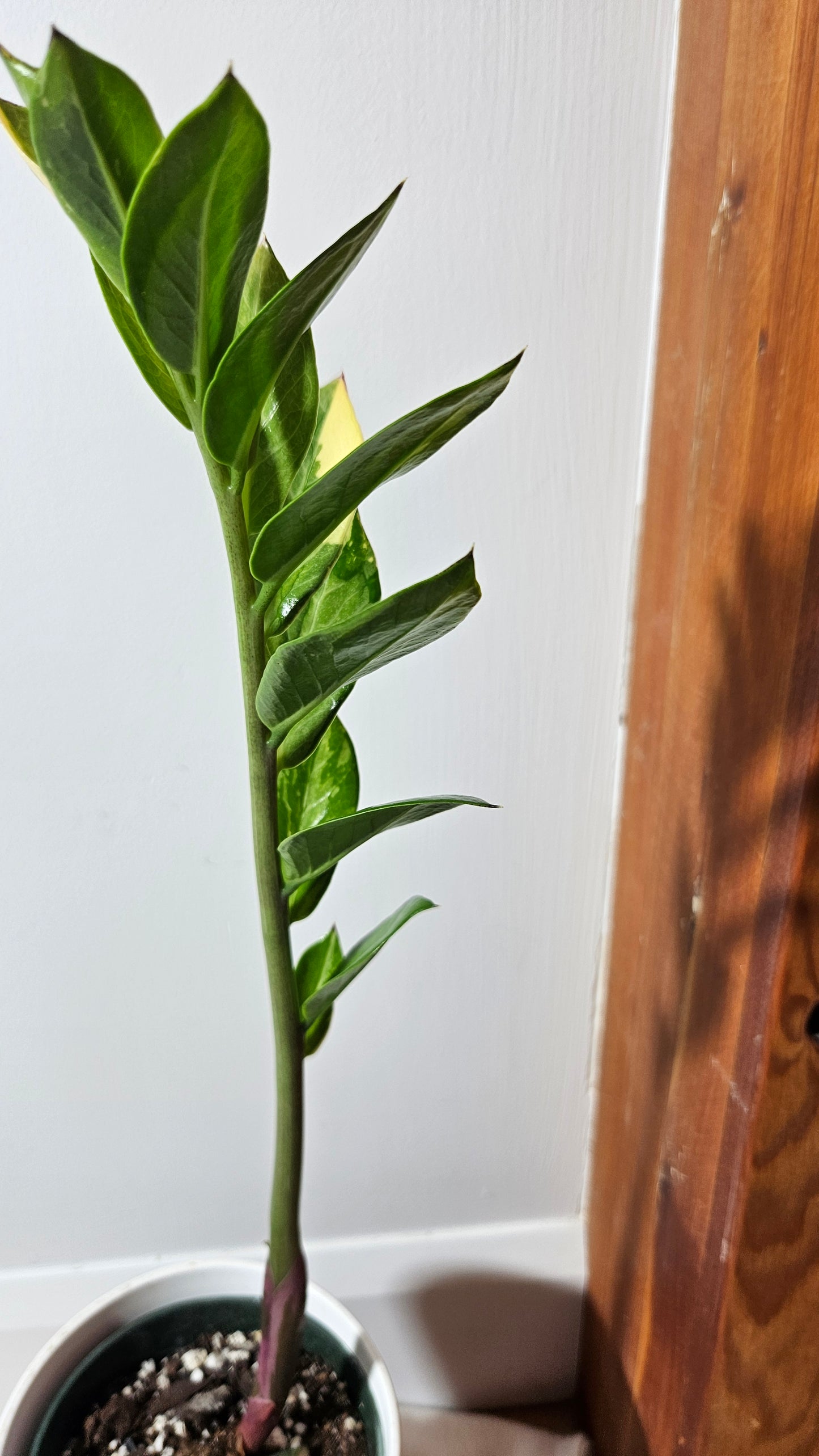 Zamioculcas zamiifolia Variegata/ZZ (AUT-032)