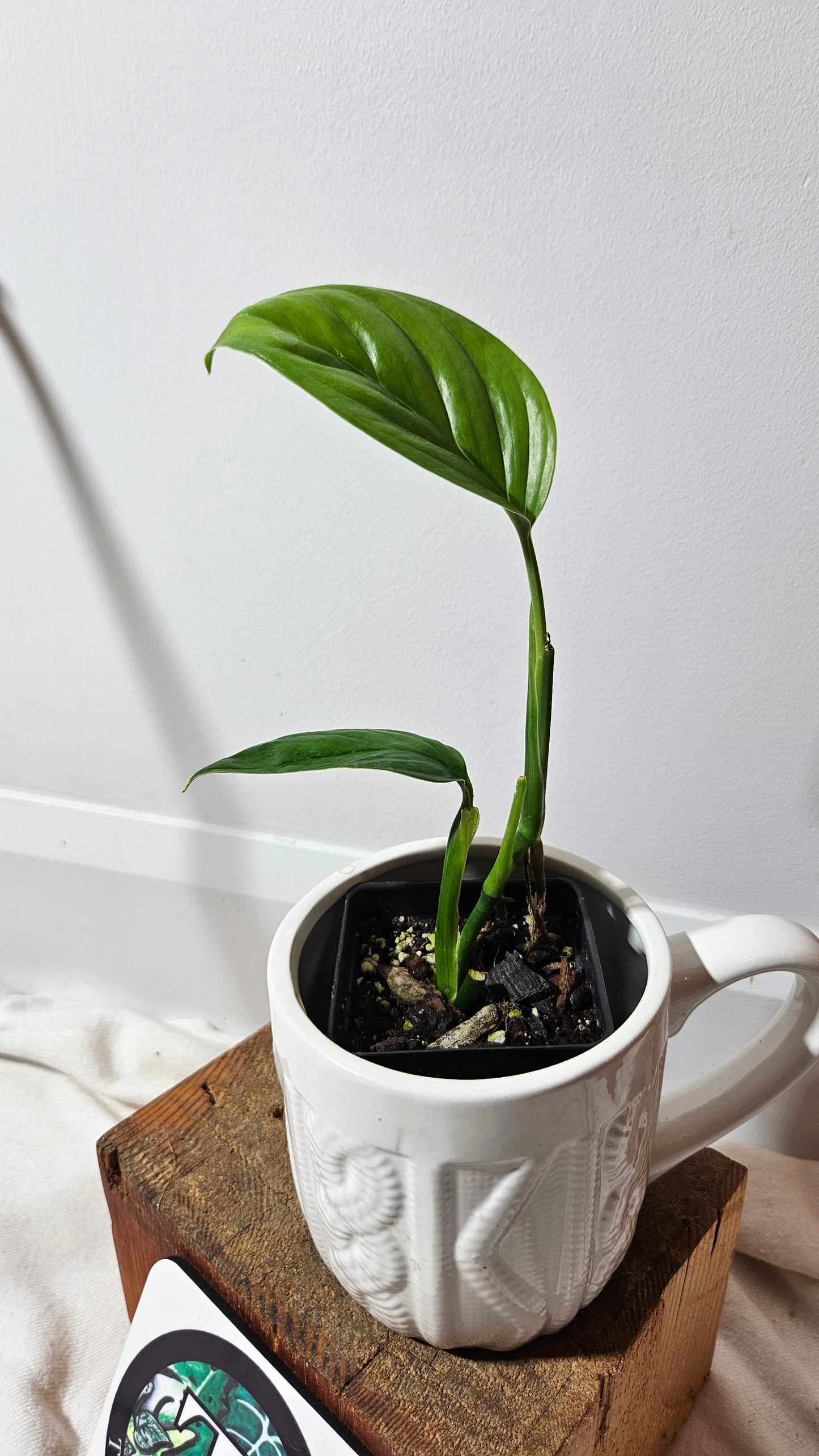 Monstera Lechleriana  (MON-230)