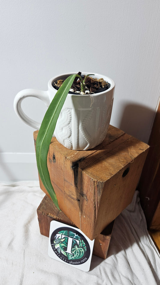 Anthurium Pallidiflorum Narrow "format MEDIUM"(ANT-163)