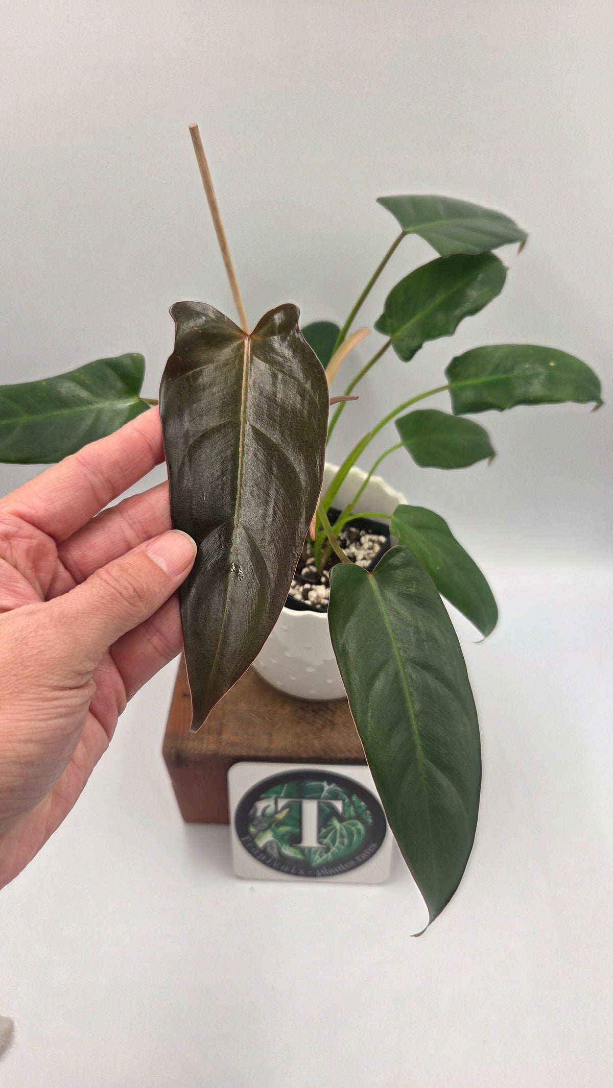 Philodendron Pangui Sunset /(P. Pinnatilobum/P. Spiritus Santi) (PHI-1092)
