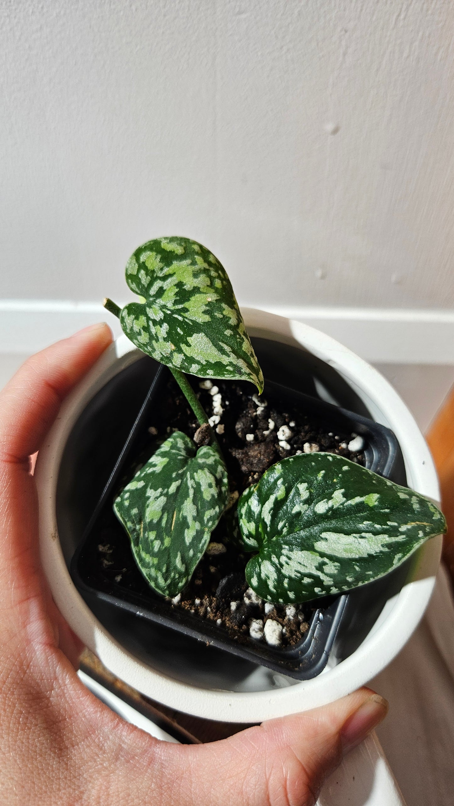Scindapsus Tricolor Dark Form (SCI-1135)
