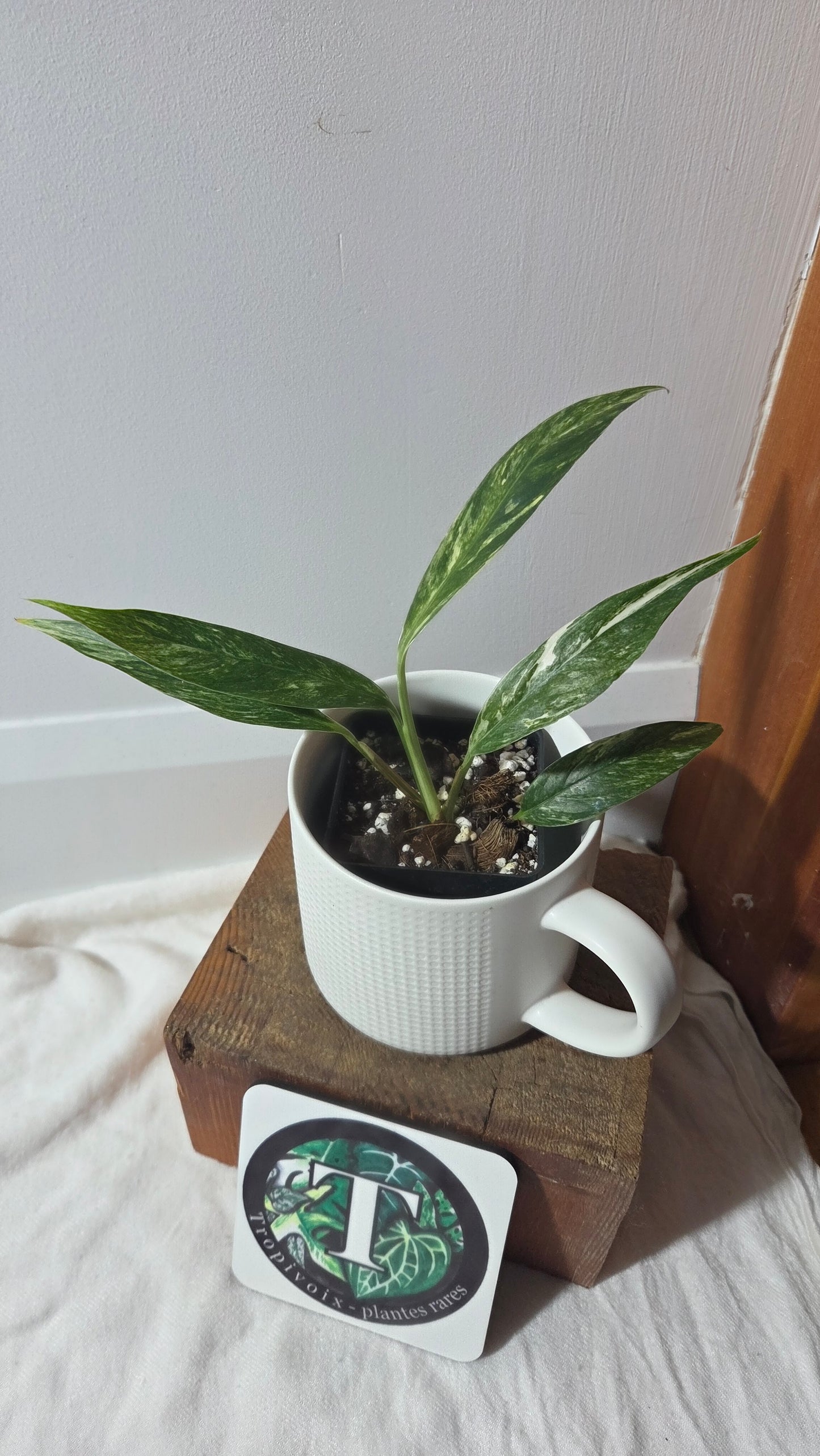 Rhaphidophora Megasperma Variegata (AUT-085)