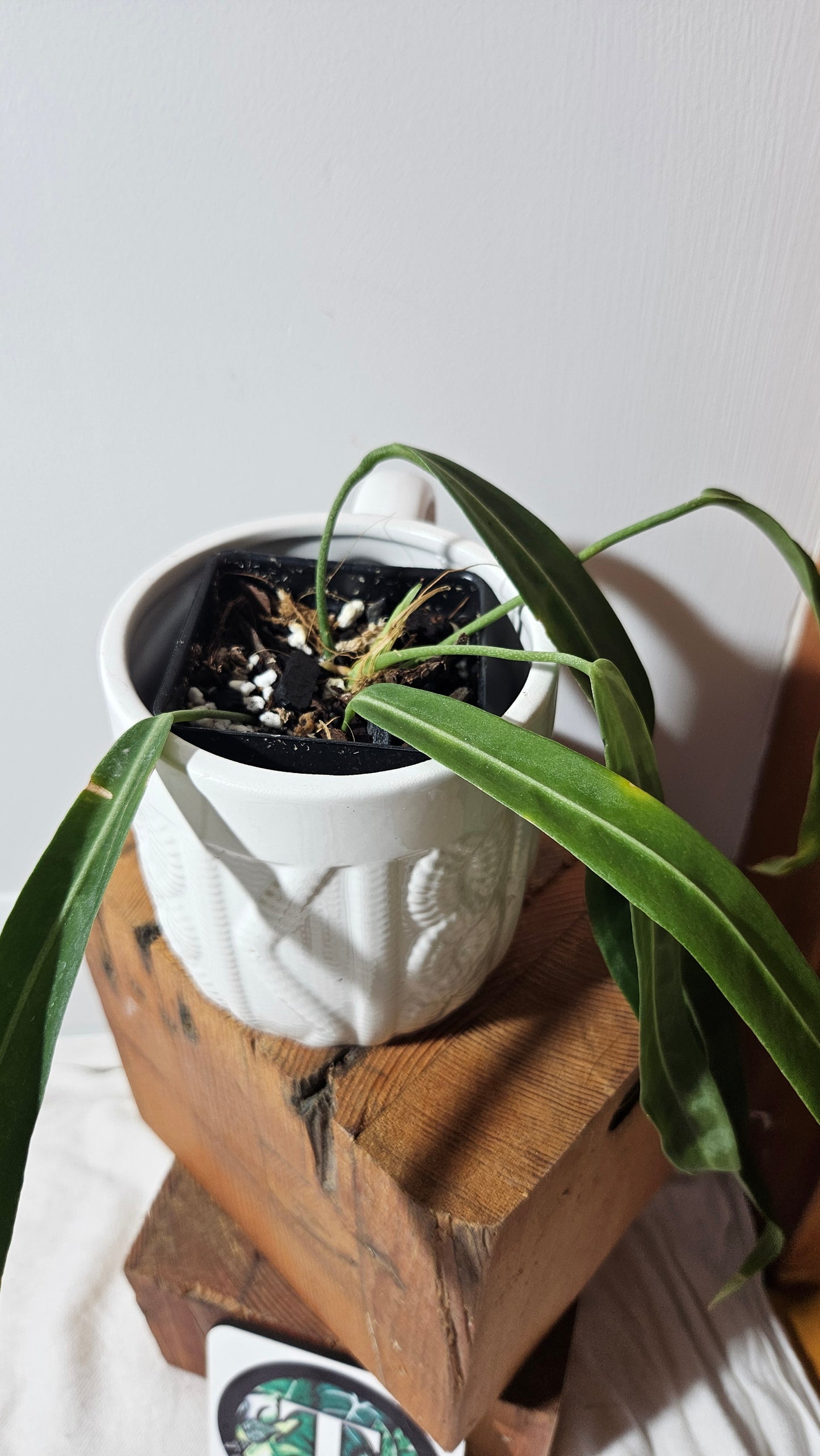 Anthurium Pallidiflorum Narrow "format LARGE"(ANT-164)