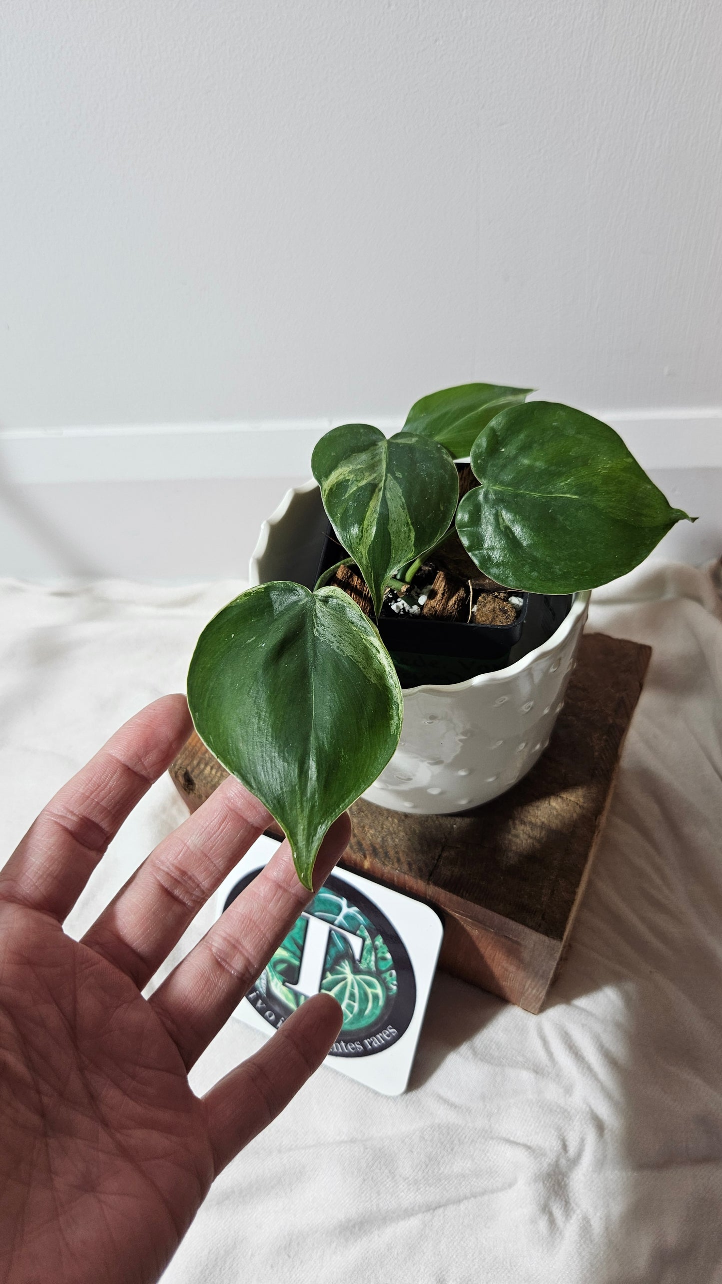 Philodendron Hederaceum Variegata (PHI-541)