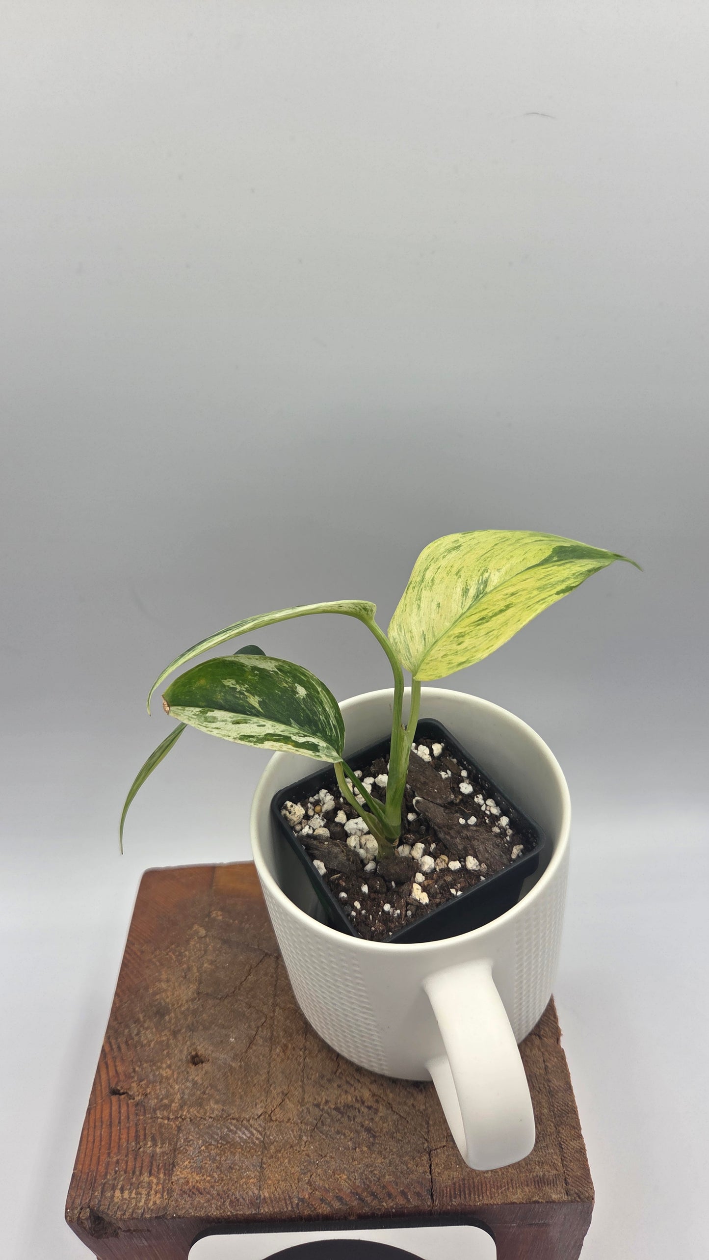 Scindapsus Blue Salaka Tricolore (SCI-1475)