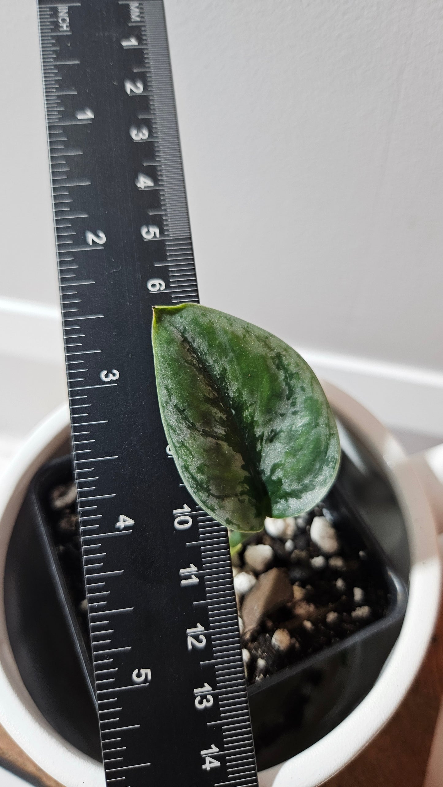Scindapsus Dark Tricolore (SCI-1221)