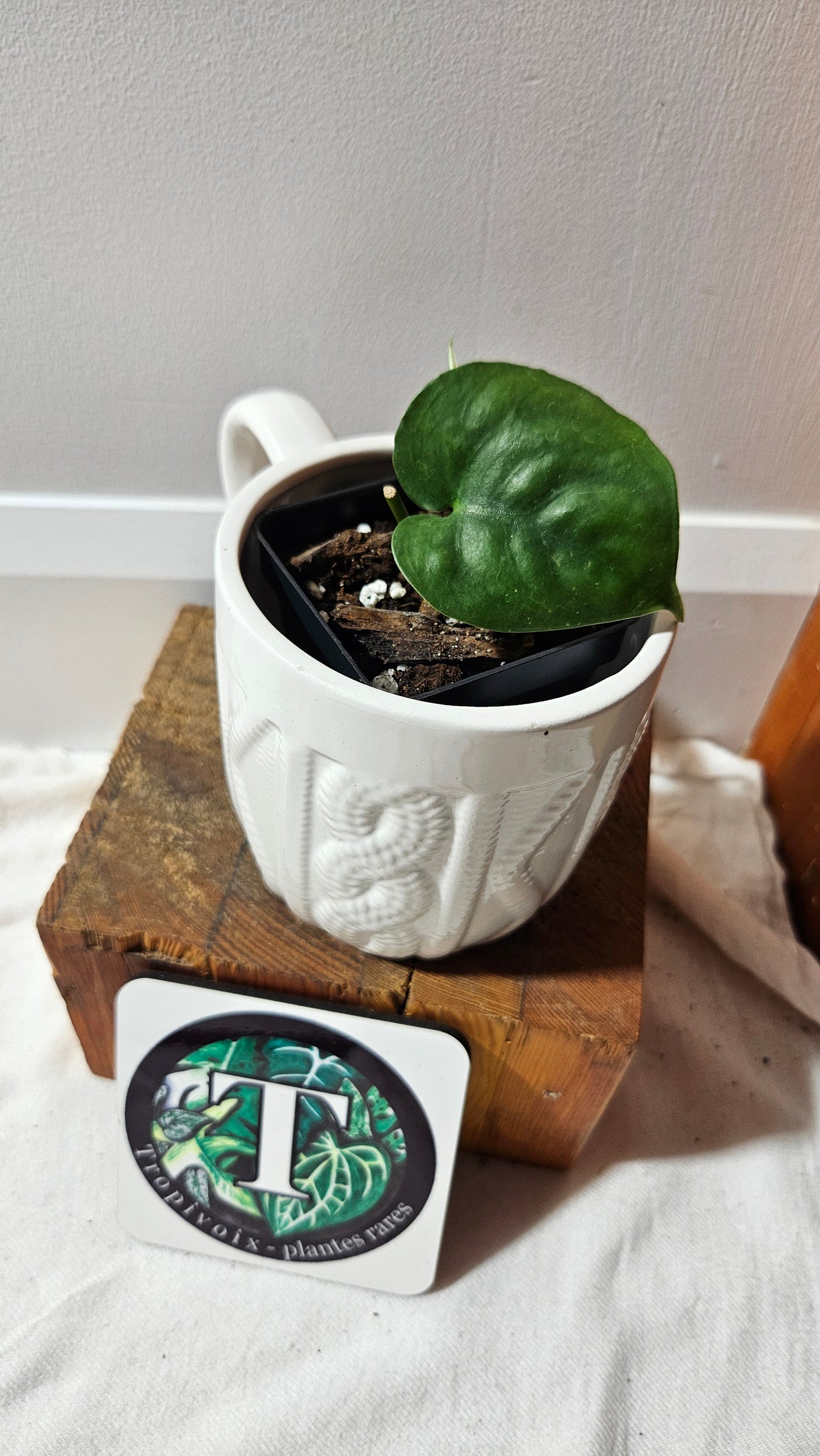 Scindapsus Lucens (SCI-1259)