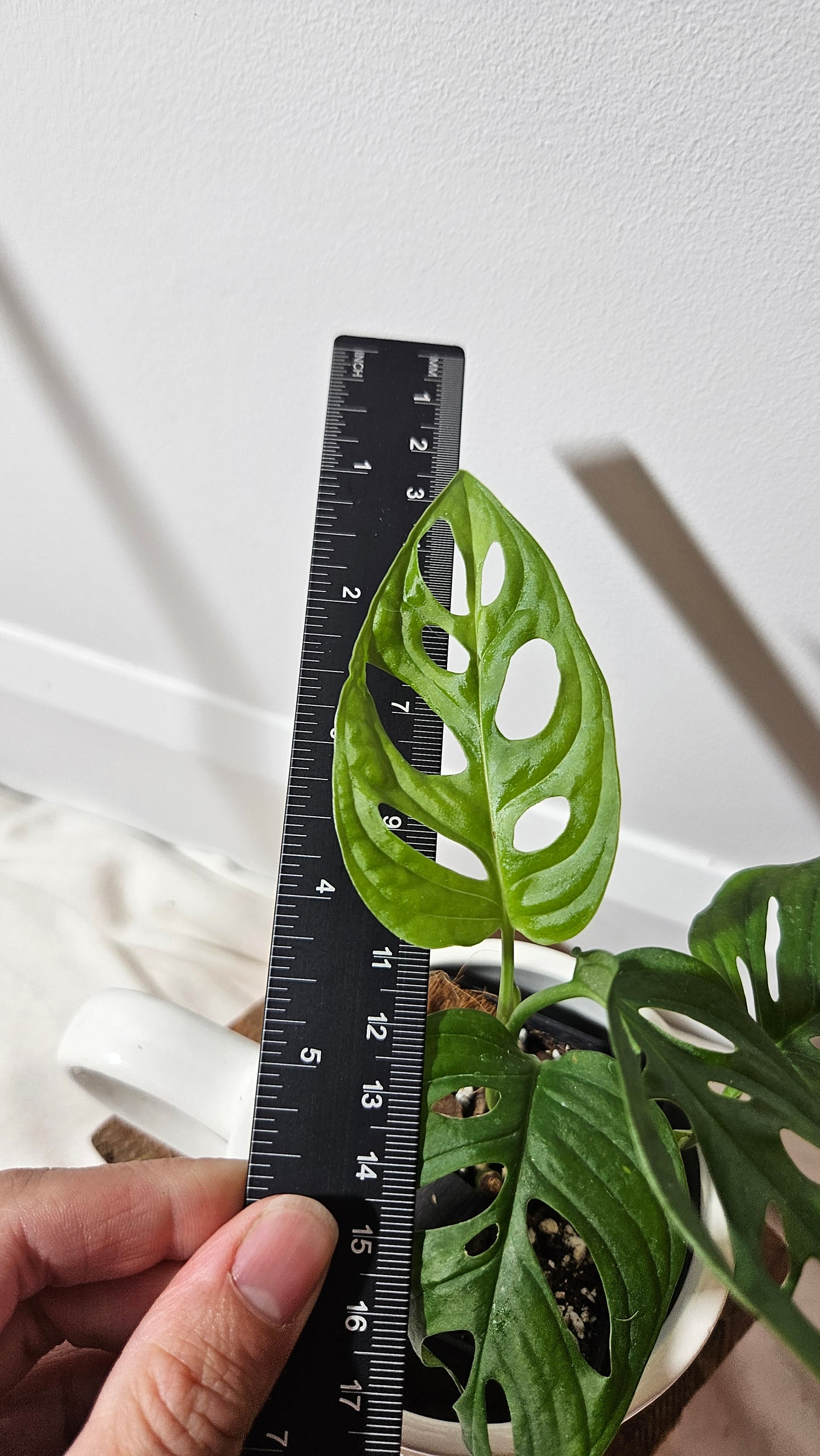 Monstera Acuminata (MON-225)