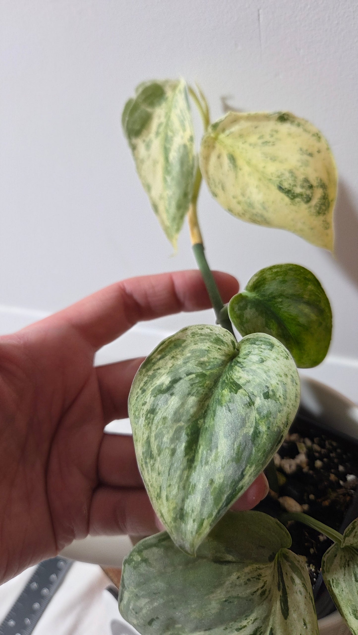 Scindapsus Peasun (SCI-1248)