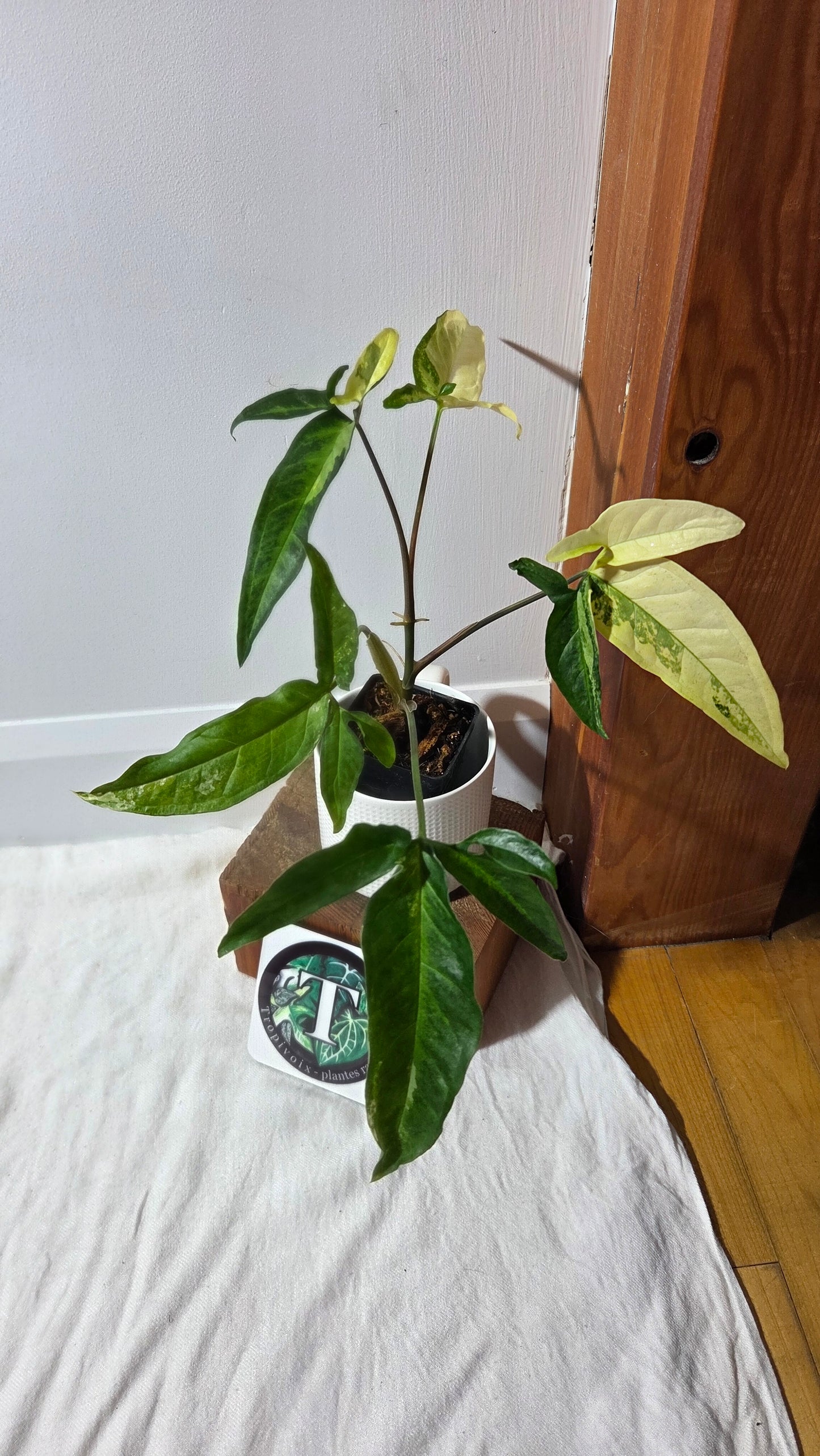 Syngonium Angustatum Albo (SYN-170)