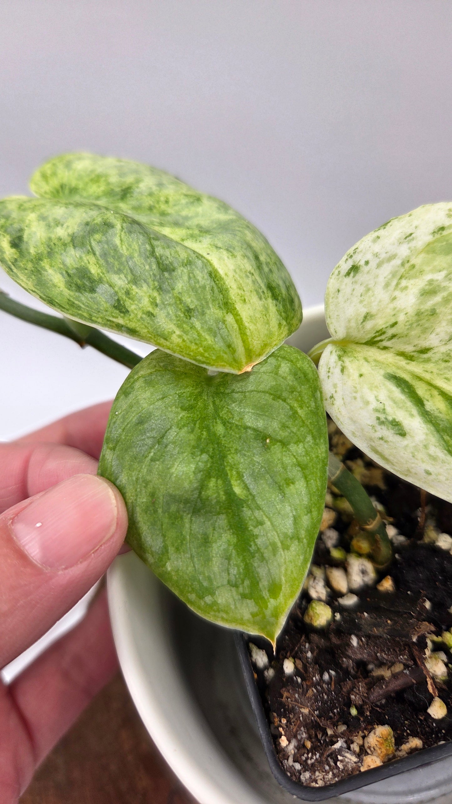 Scindapsus Black Dragon Variegata (SCI-857)