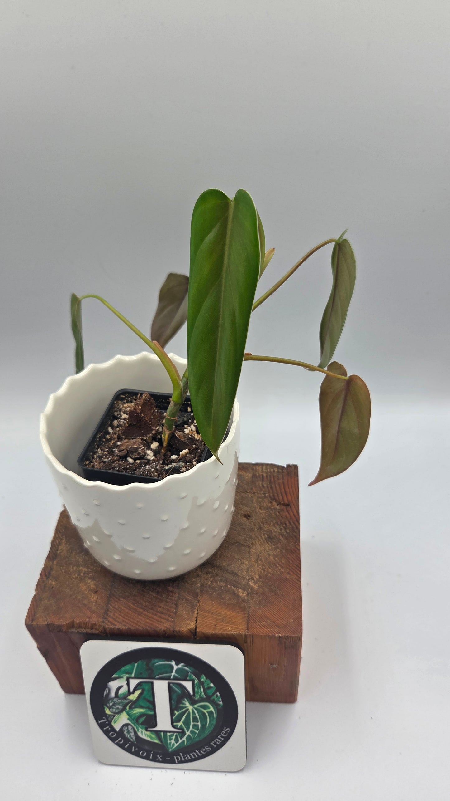 Philodendron Esmeraldense Aff (PHI-692)